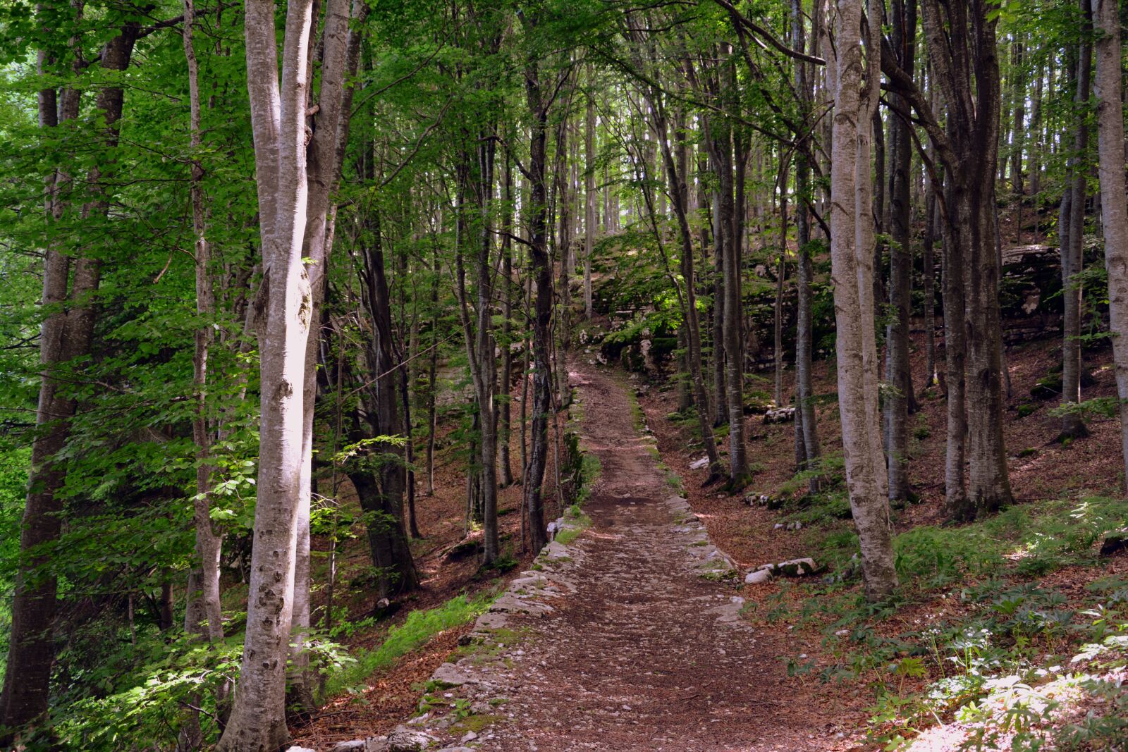 Nikon D7100 sample photo. Trail, forest, nature photography