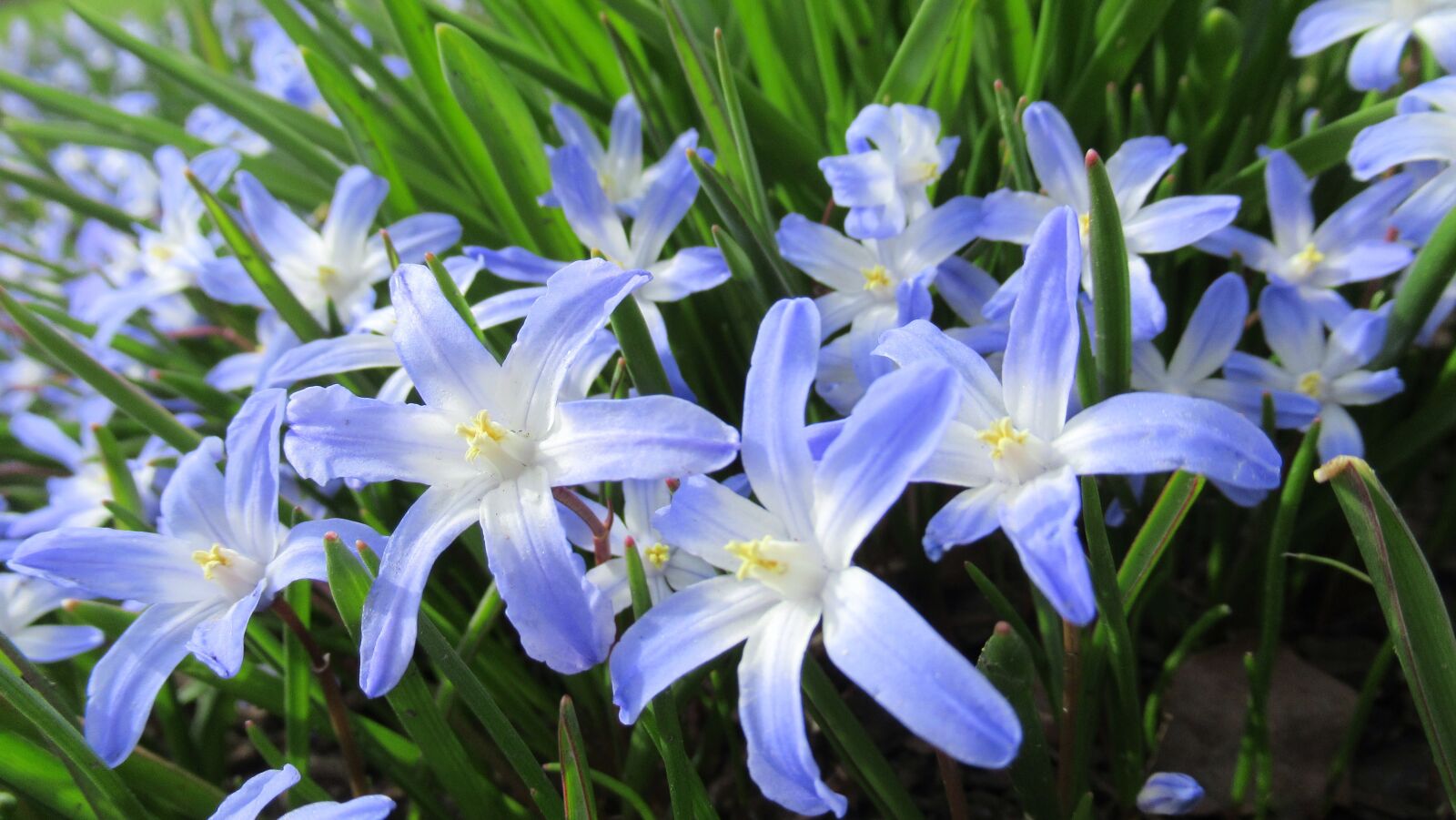 Canon PowerShot SX620 HS sample photo. Star hyacinth, spring, flower photography
