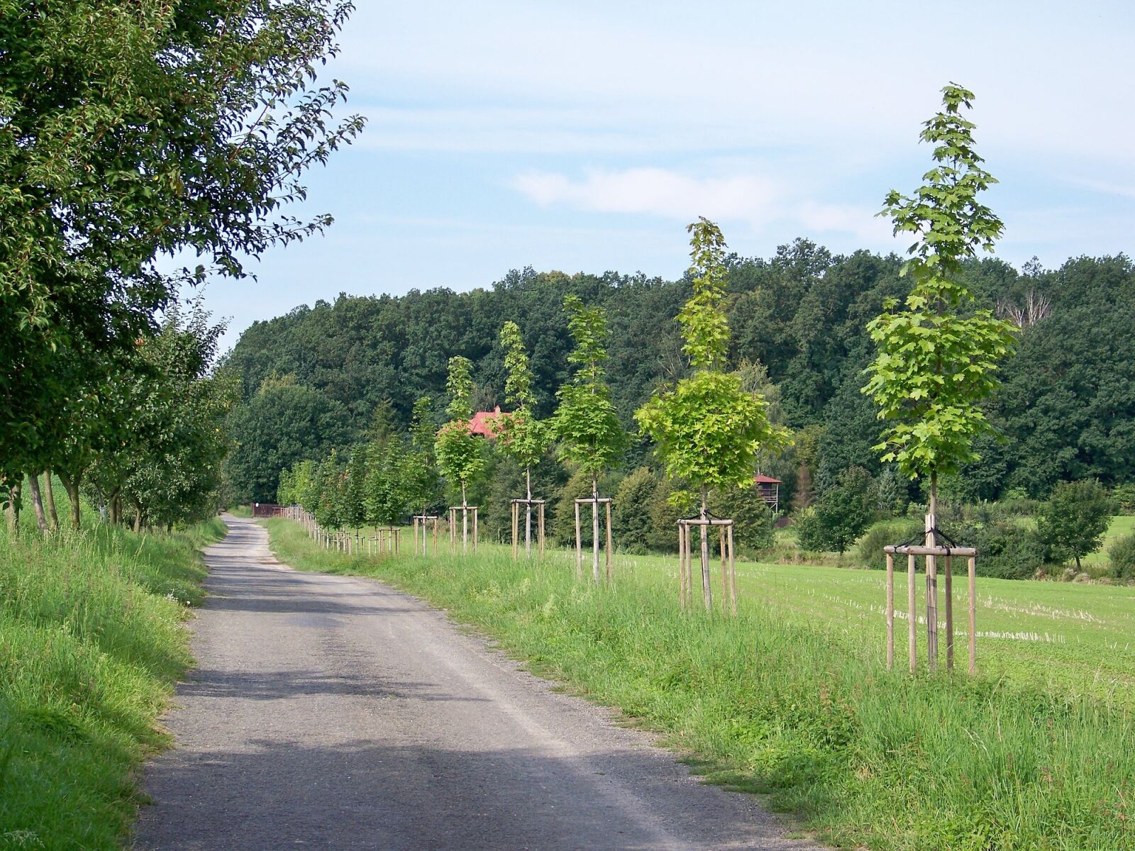 Kodak EASYSHARE Z1012 IS DIGITAL CAMERA sample photo. Path, trees, nature photography