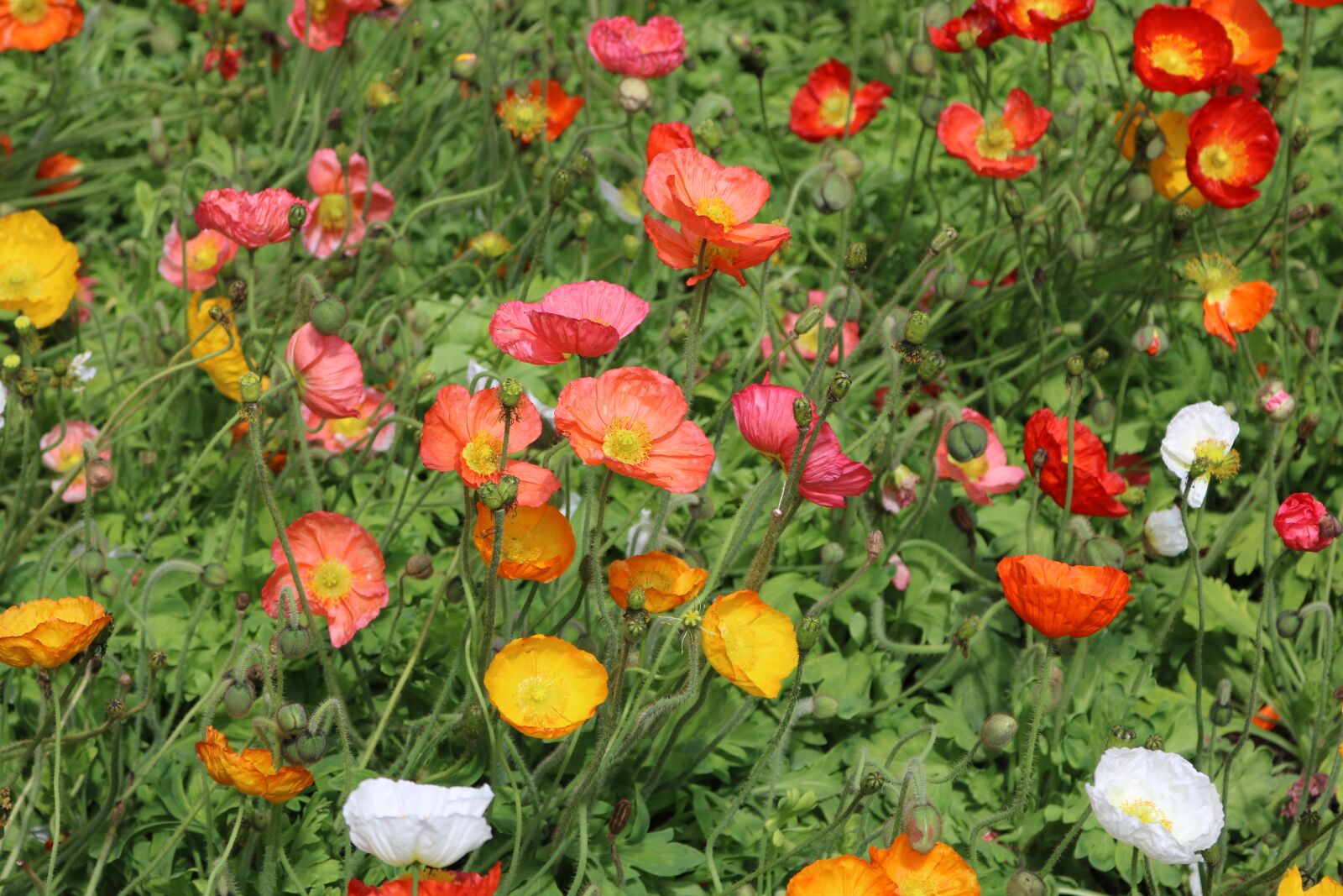 Canon EOS 750D (EOS Rebel T6i / EOS Kiss X8i) sample photo. Flower, flora, nature photography