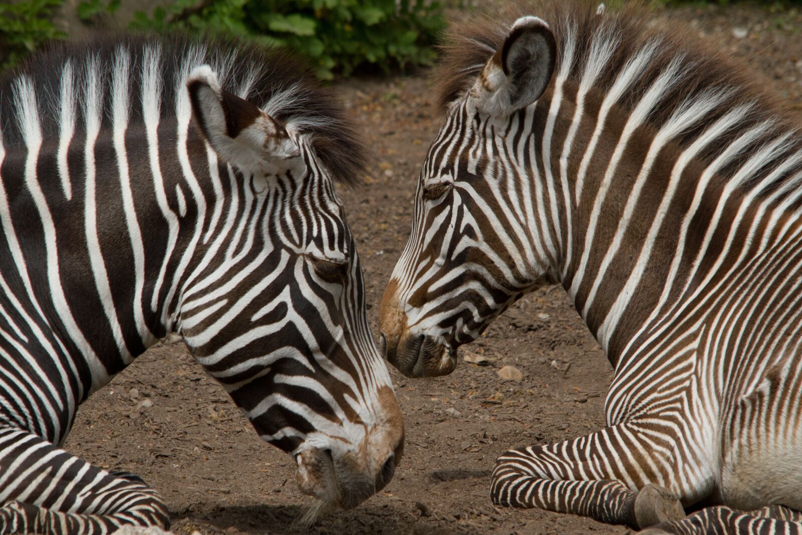 Canon EOS 7D sample photo. Zebra, mother, child photography
