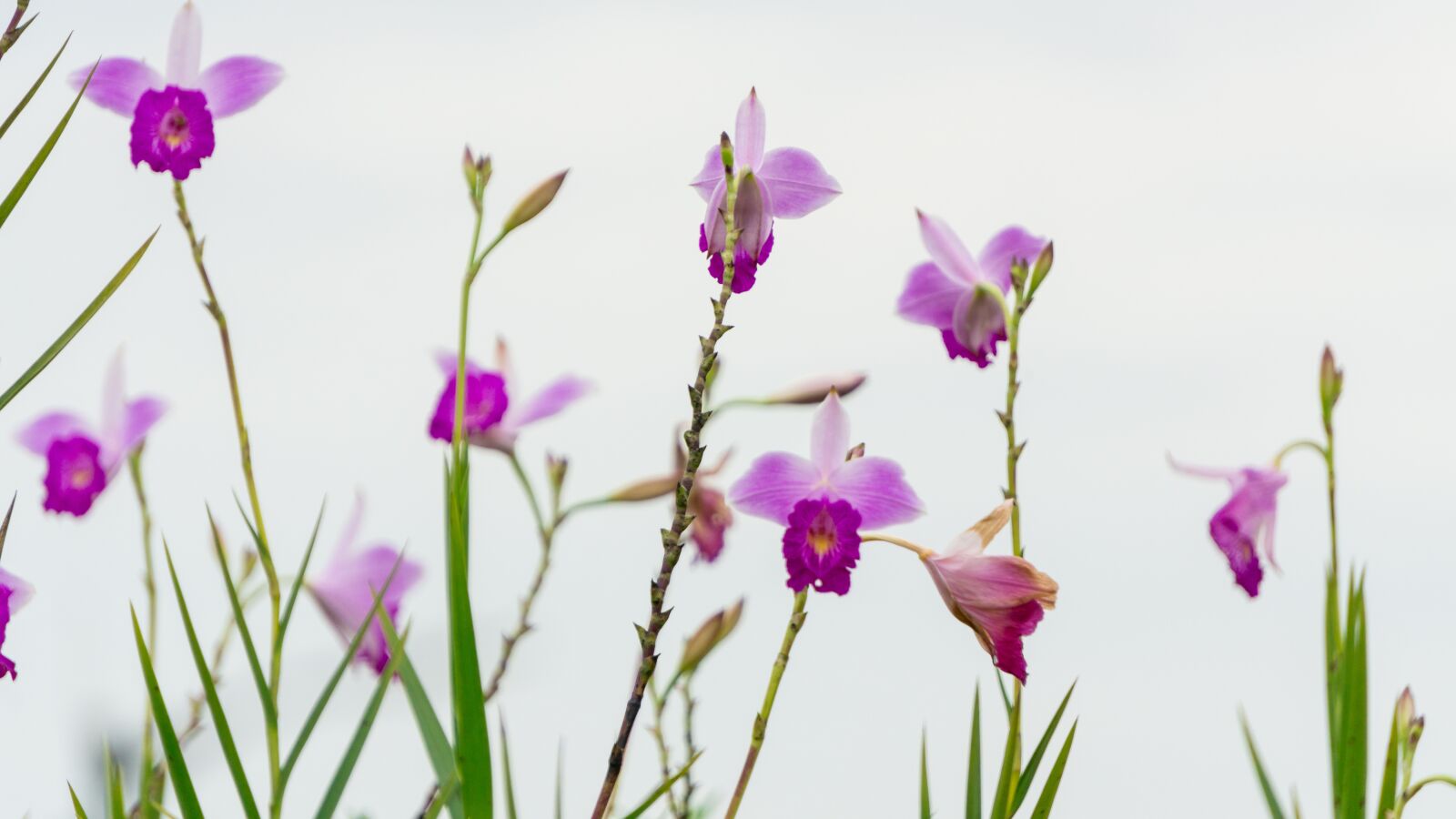 Sony a6000 sample photo. Flore, bedding plant, garden photography