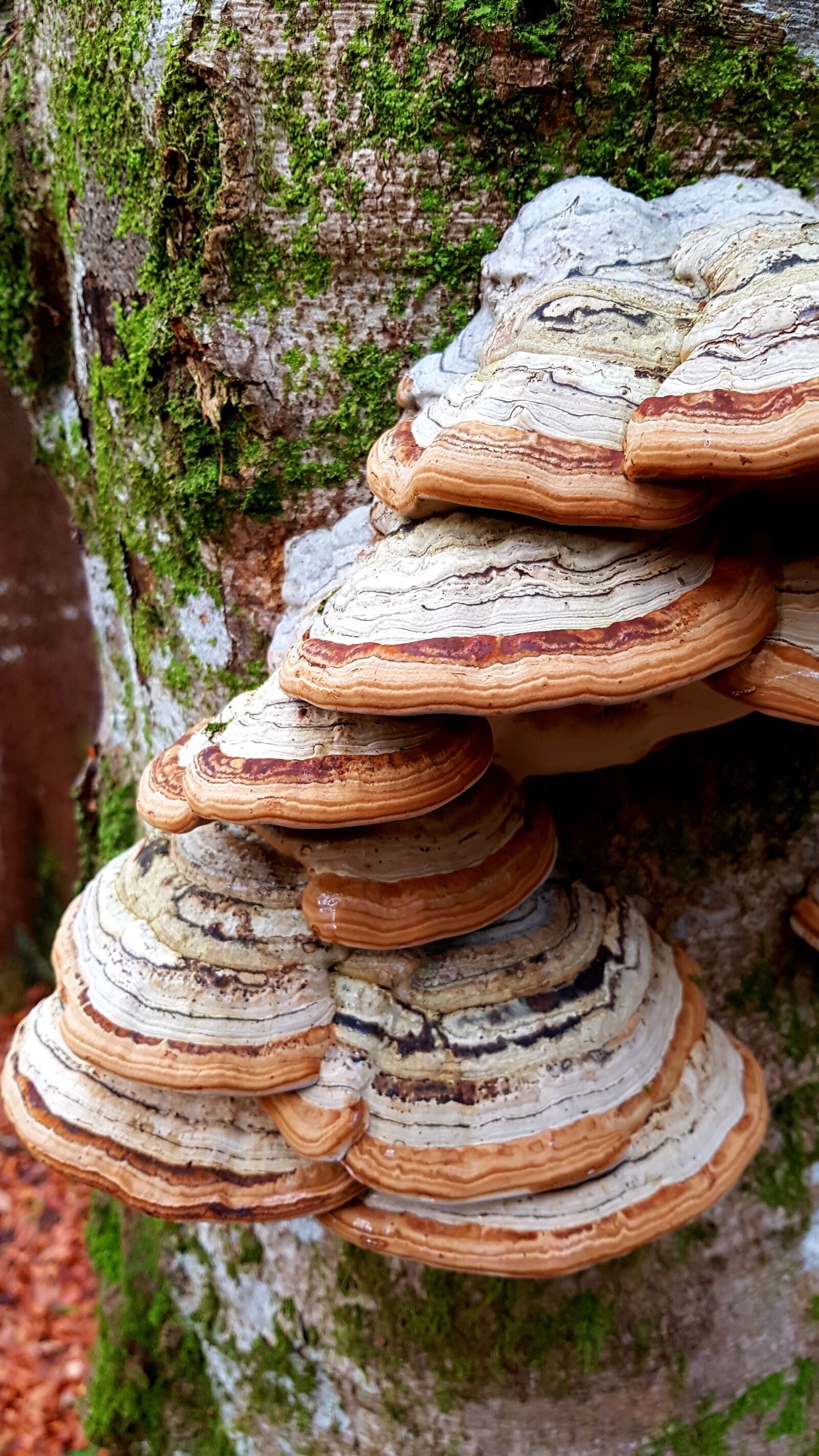 Samsung Galaxy S7 Edge sample photo. Baumschwamm, mushroom, tree photography