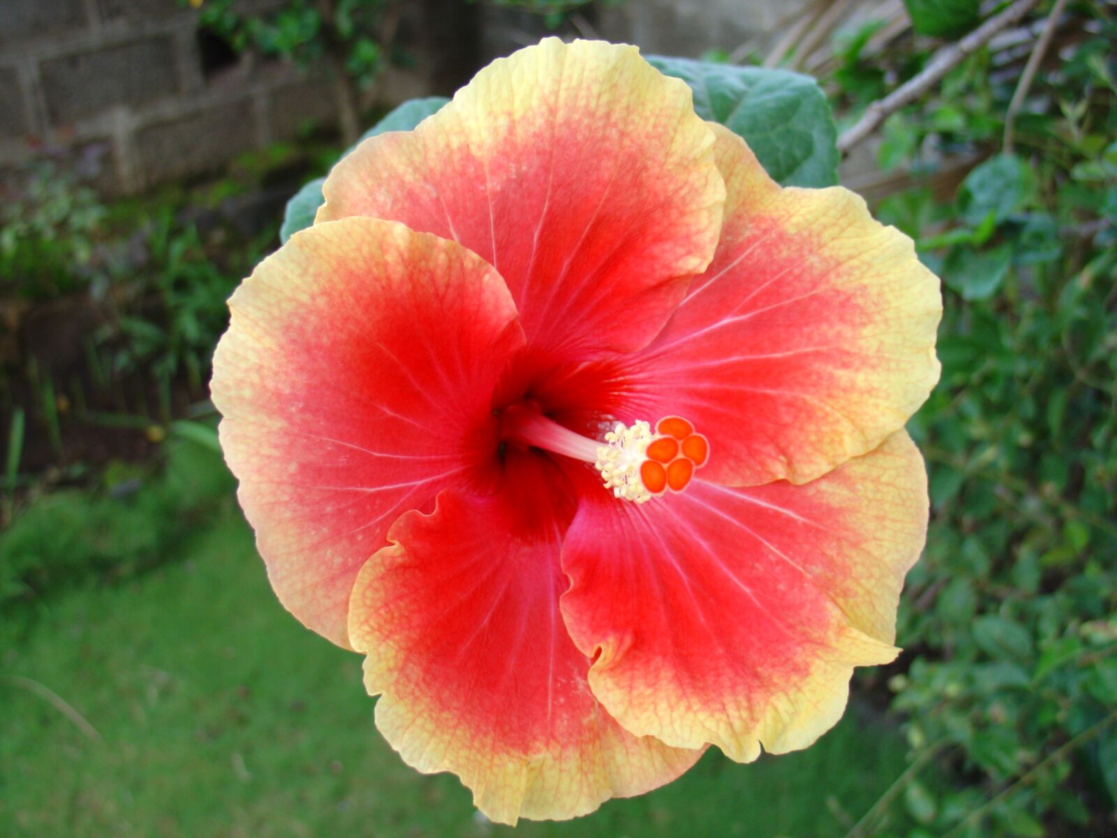 Sony DSC-V1 sample photo. Flower, hibiscus, blossom photography
