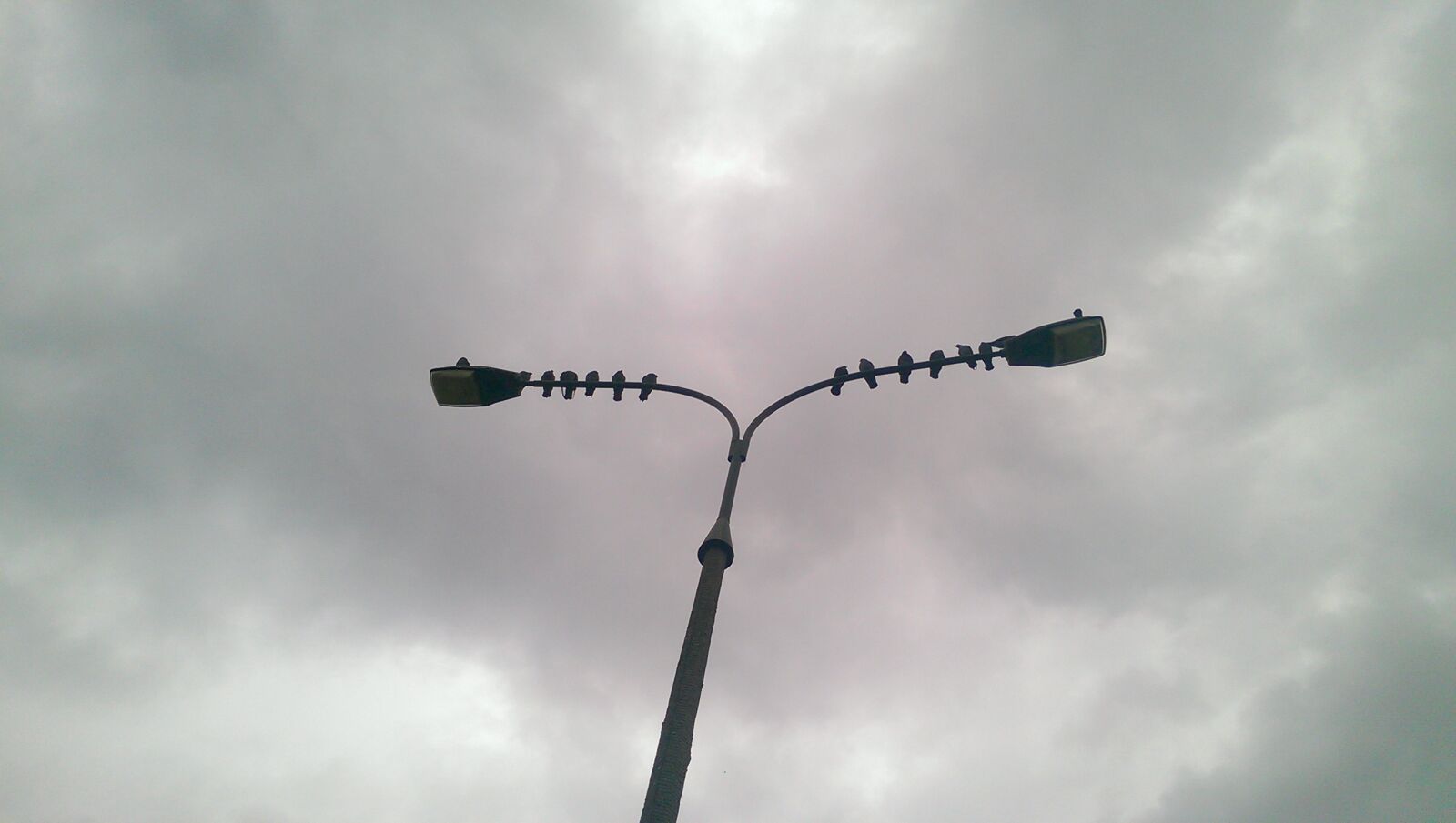 HTC ONE MINI sample photo. Birds, sky, street, light photography