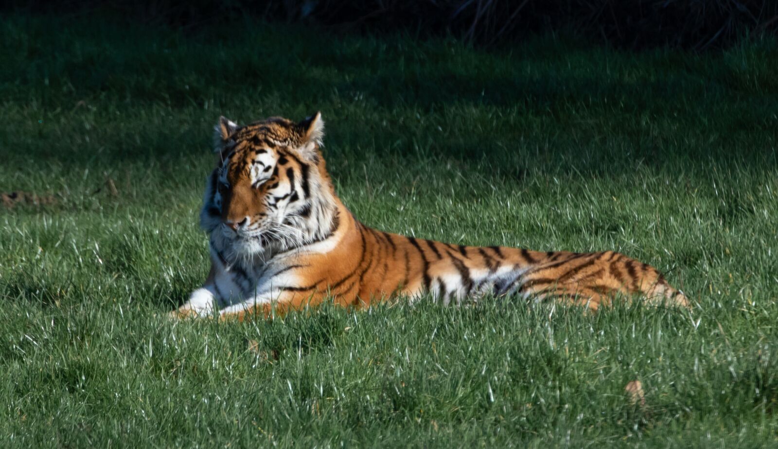 Canon EOS 7D Mark II sample photo. Sleeping tiger, amur tiger photography