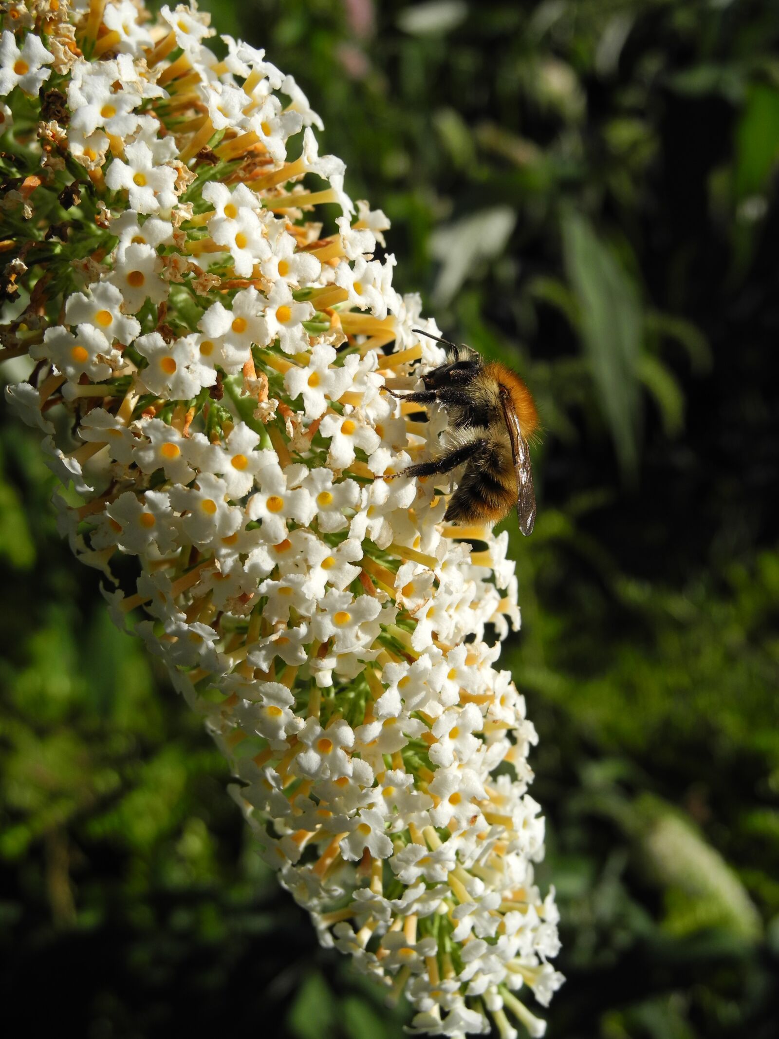 Nikon Coolpix P7000 sample photo. White lilac, bourdon, forage photography