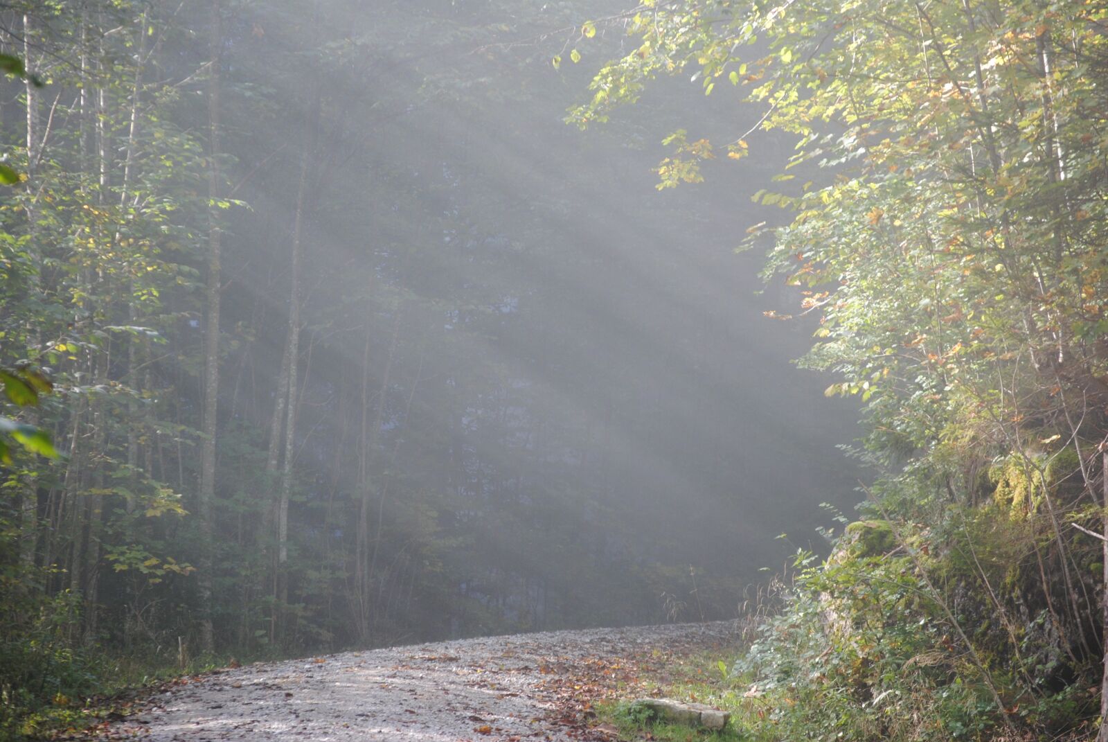 Nikon D3000 sample photo. Fog, morgenstimmung, autumn photography