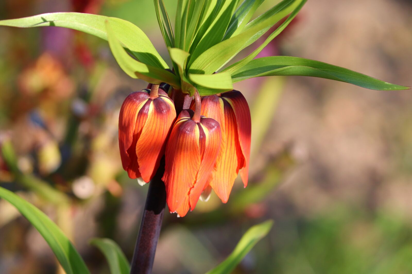 Canon EOS 200D (EOS Rebel SL2 / EOS Kiss X9) sample photo. Imperial crown, red, fritillaria photography