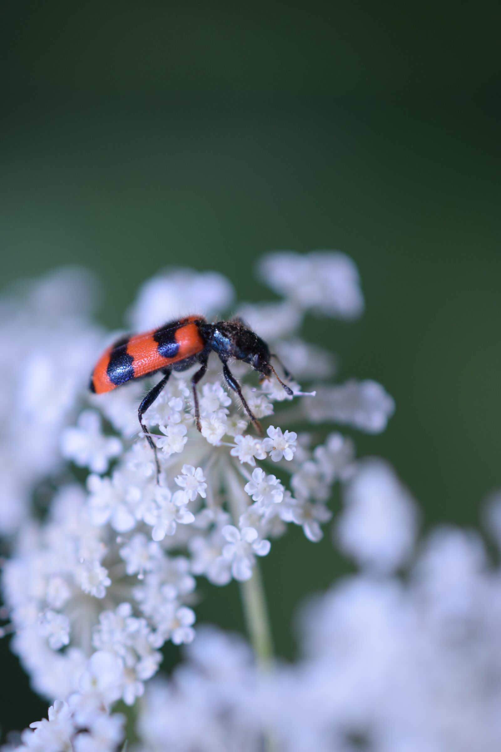 Nikon D3300 sample photo. Bug, ladybird, beetle photography
