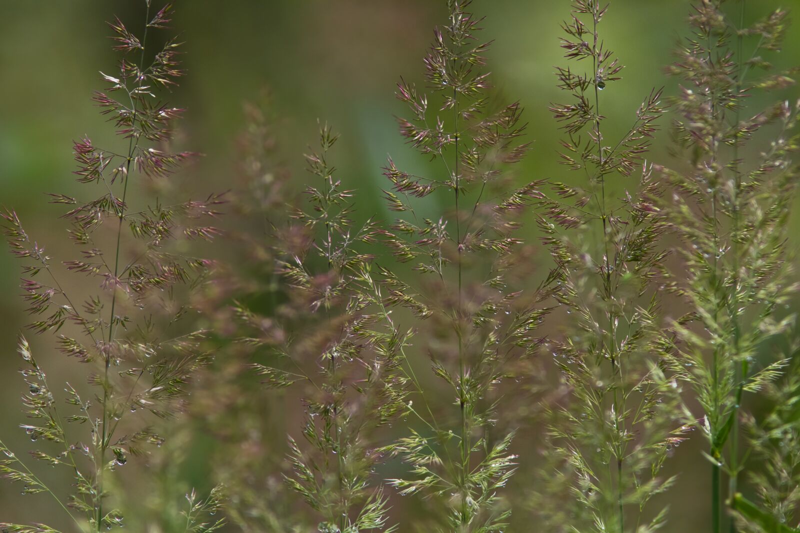 Canon EOS 7D + Canon EF 300mm F4L IS USM sample photo. The grass bent grass photography