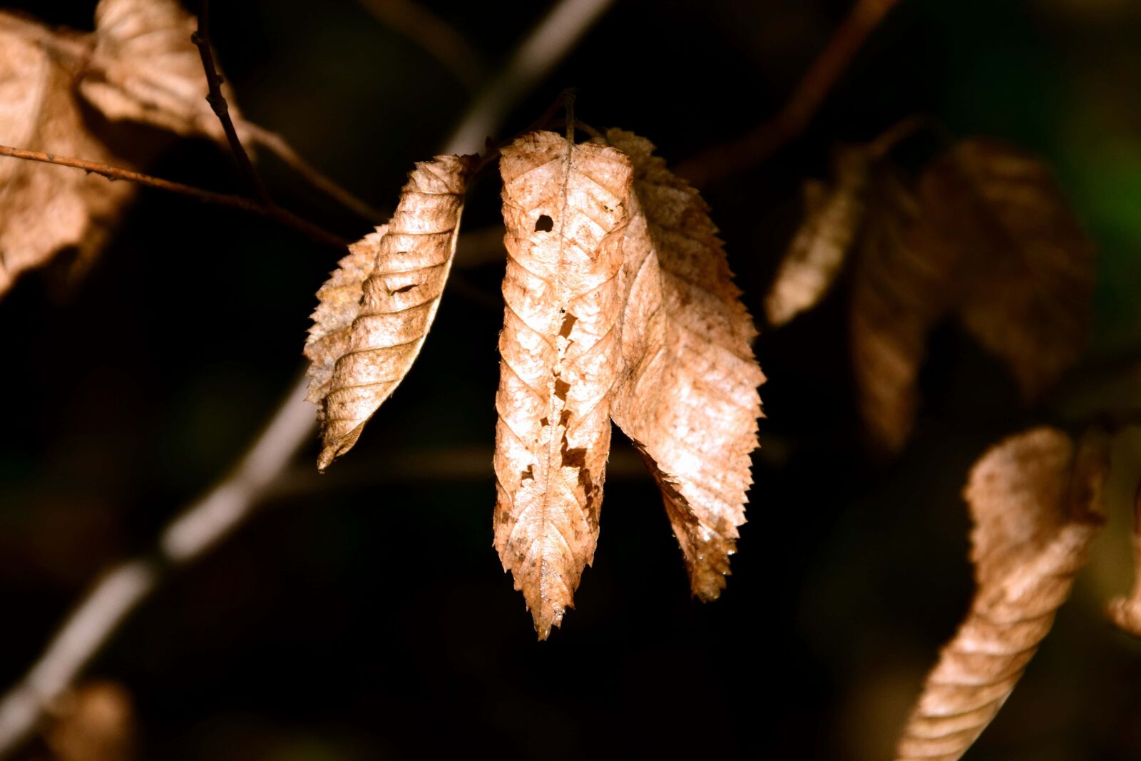 Nikon D3300 sample photo. Nature, leaf, tree, autumn photography