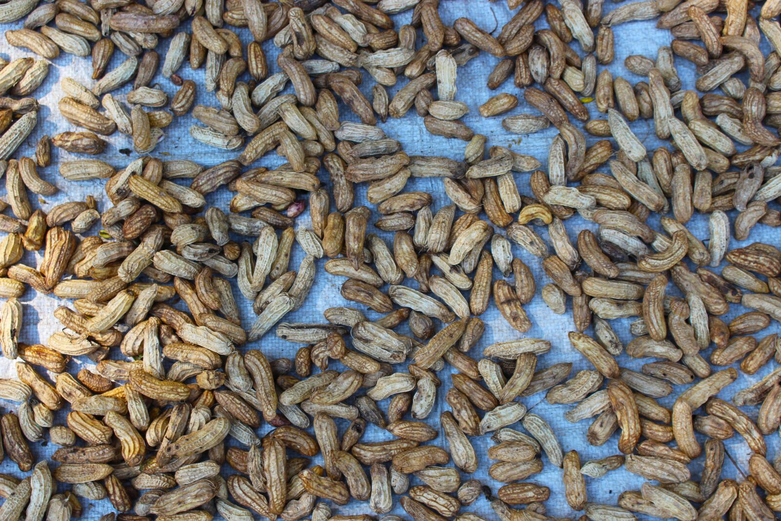Canon EOS 700D (EOS Rebel T5i / EOS Kiss X7i) sample photo. Peanuts, shells, food photography