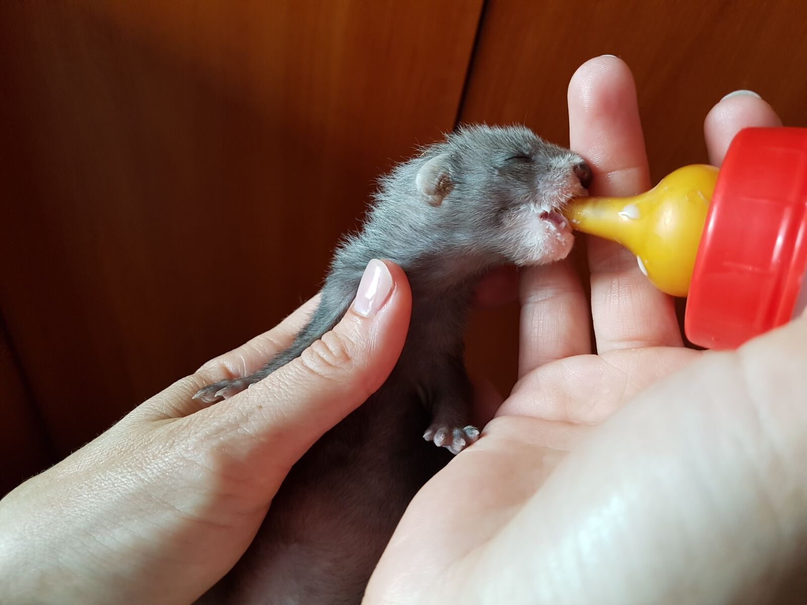 Samsung Galaxy S7 Edge sample photo. Ferret, feeding, bottle photography