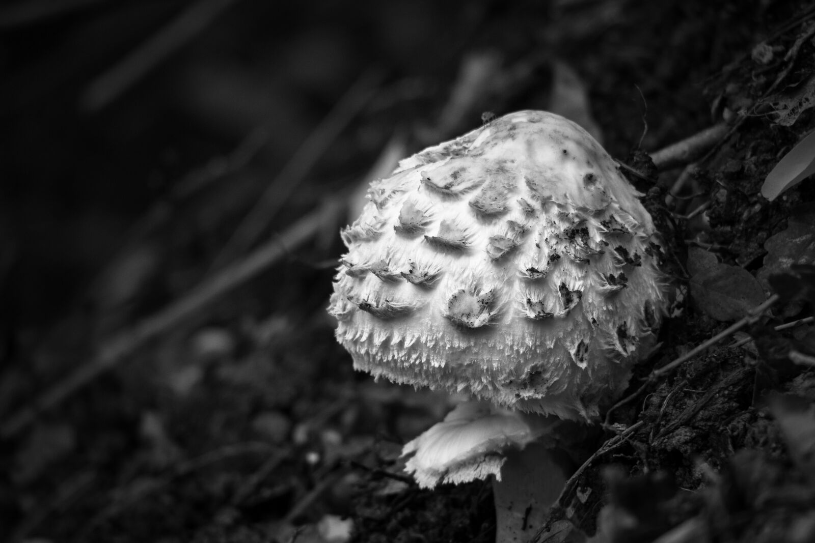 Canon PowerShot G3 X sample photo. Parasol, schirmling, mushroom photography