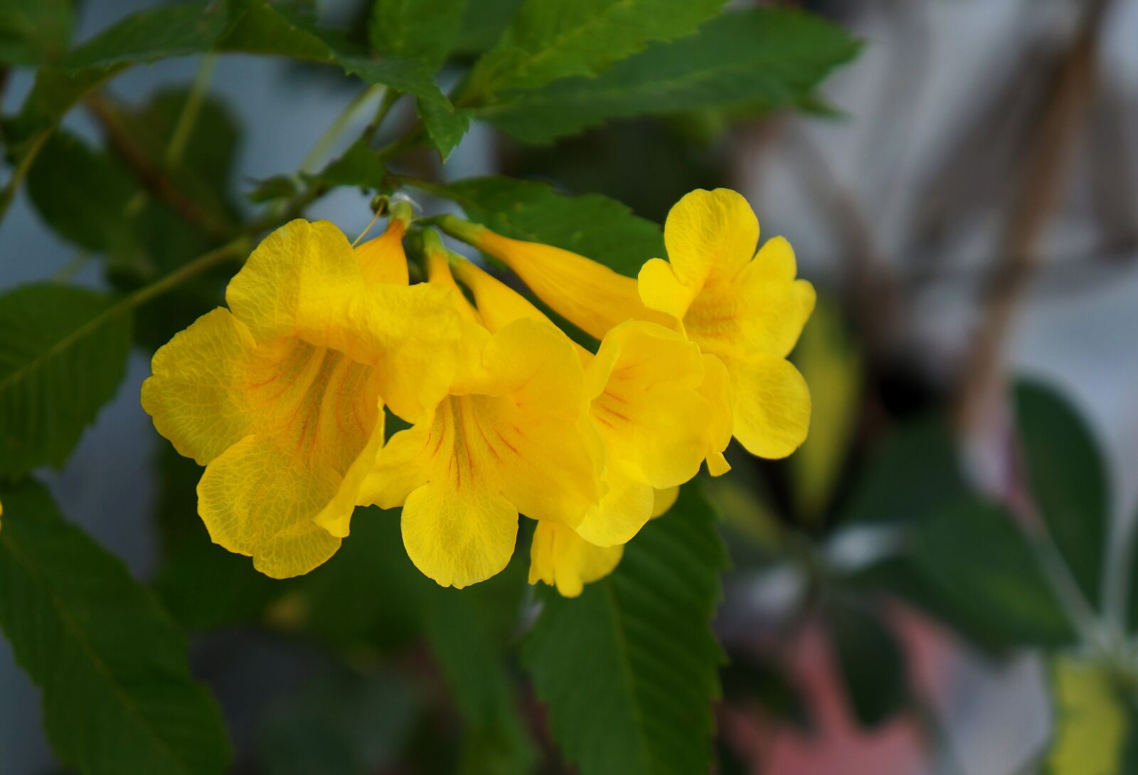 Sony Alpha NEX-F3 + Sony E 18-55mm F3.5-5.6 OSS sample photo. Flower gold tone, yellow photography
