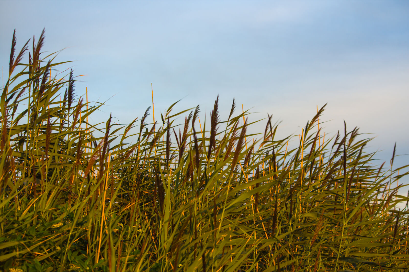 Canon EOS 600D (Rebel EOS T3i / EOS Kiss X5) sample photo. Beach, dunes photography