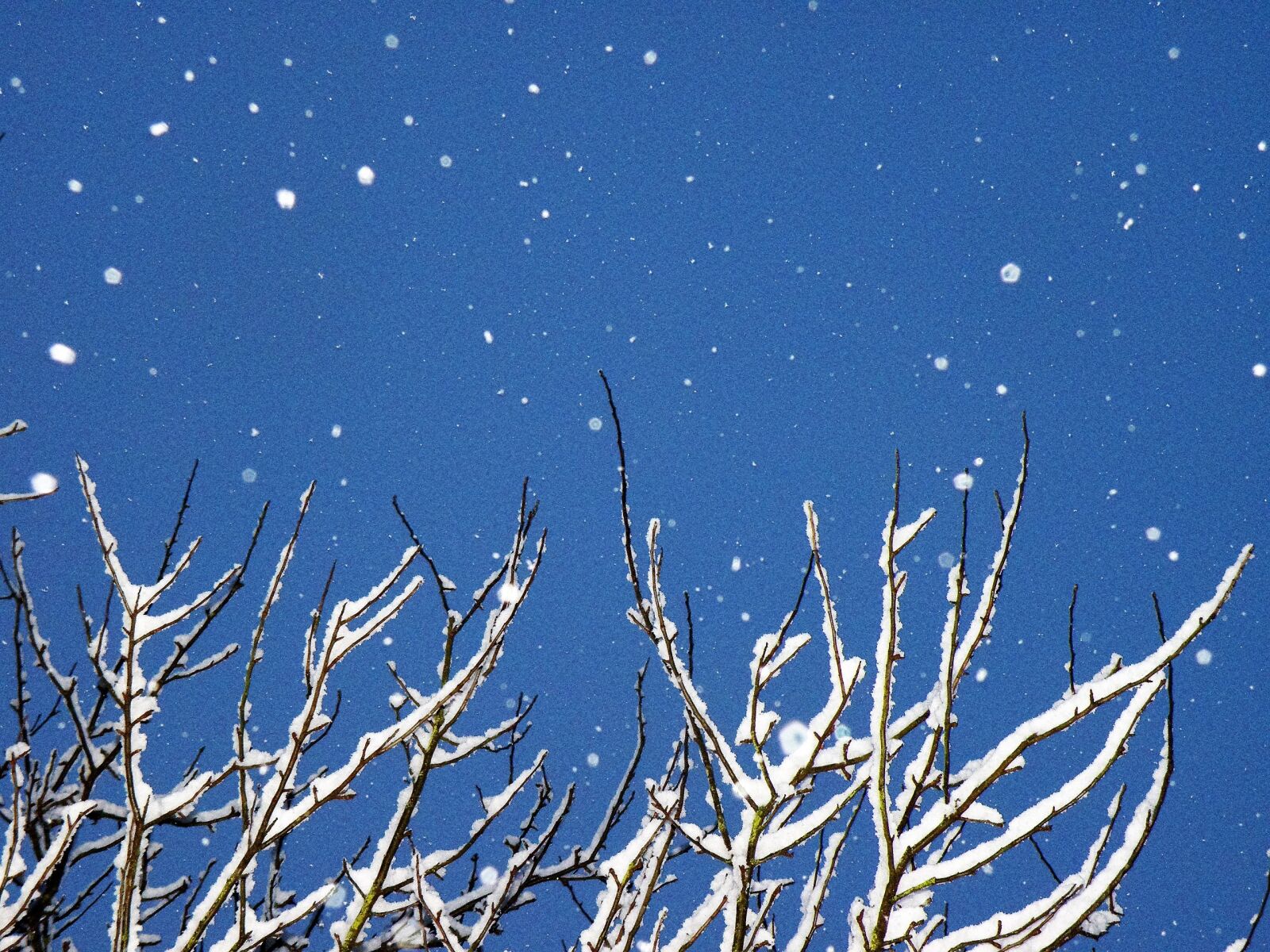 Olympus SP570UZ sample photo. Snow, winter, tree photography