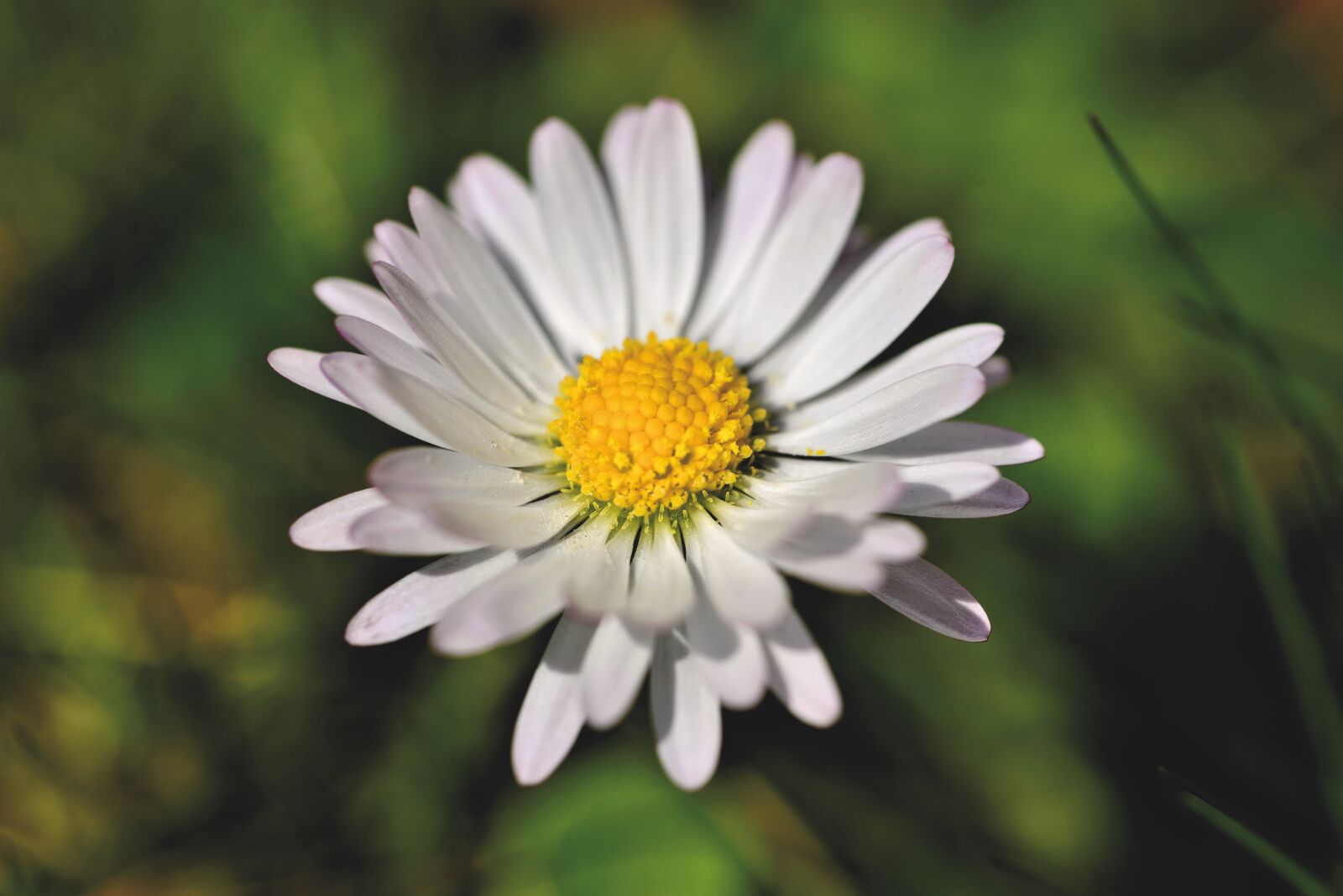 Nikon D800 sample photo. Daisy, geese flower, spring photography