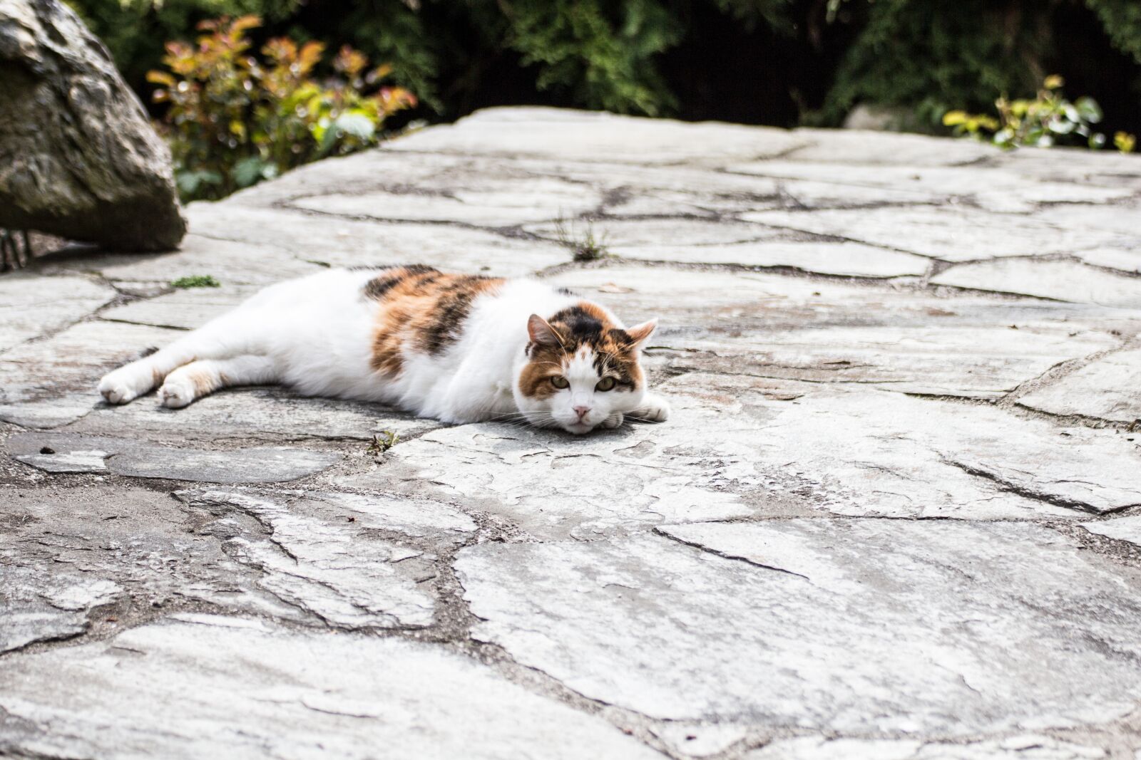 Canon EOS 600D (Rebel EOS T3i / EOS Kiss X5) sample photo. Cat, kitten, pet photography