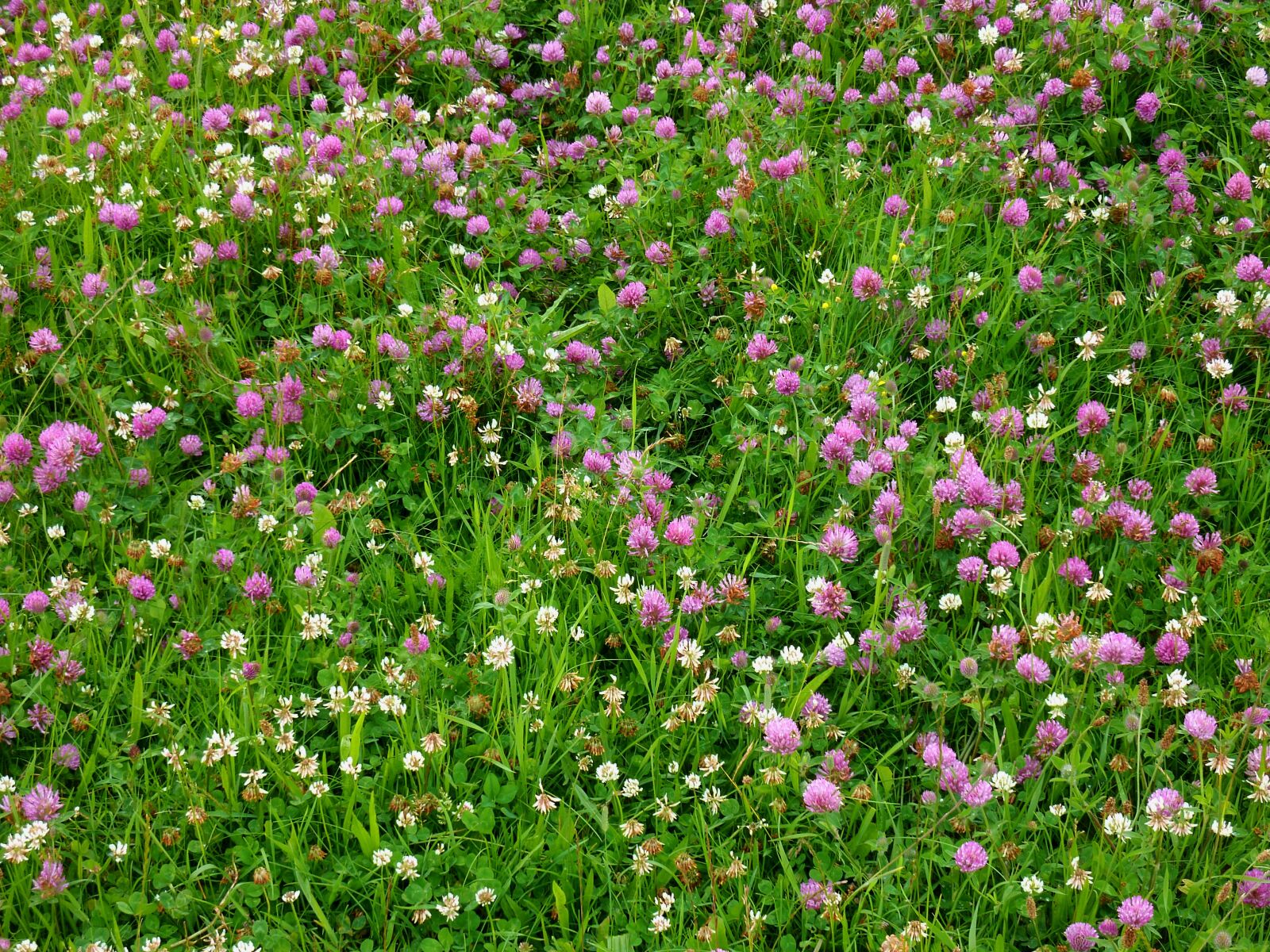 Panasonic DMC-TZ7 sample photo. Klee, clover meadow, meadow photography