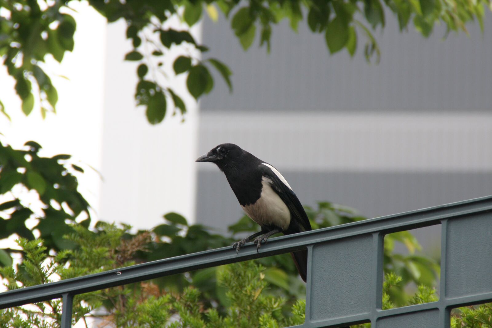 Canon EOS 40D sample photo. Magpie, new, feather photography