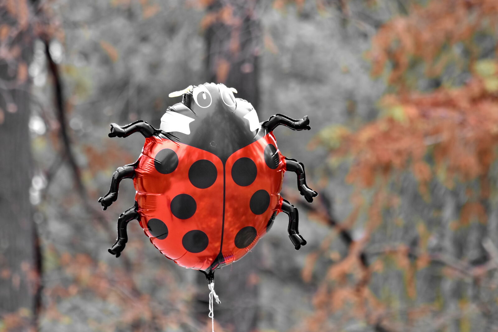 Nikon D5500 sample photo. Balloon, helium, ladybug, toy photography
