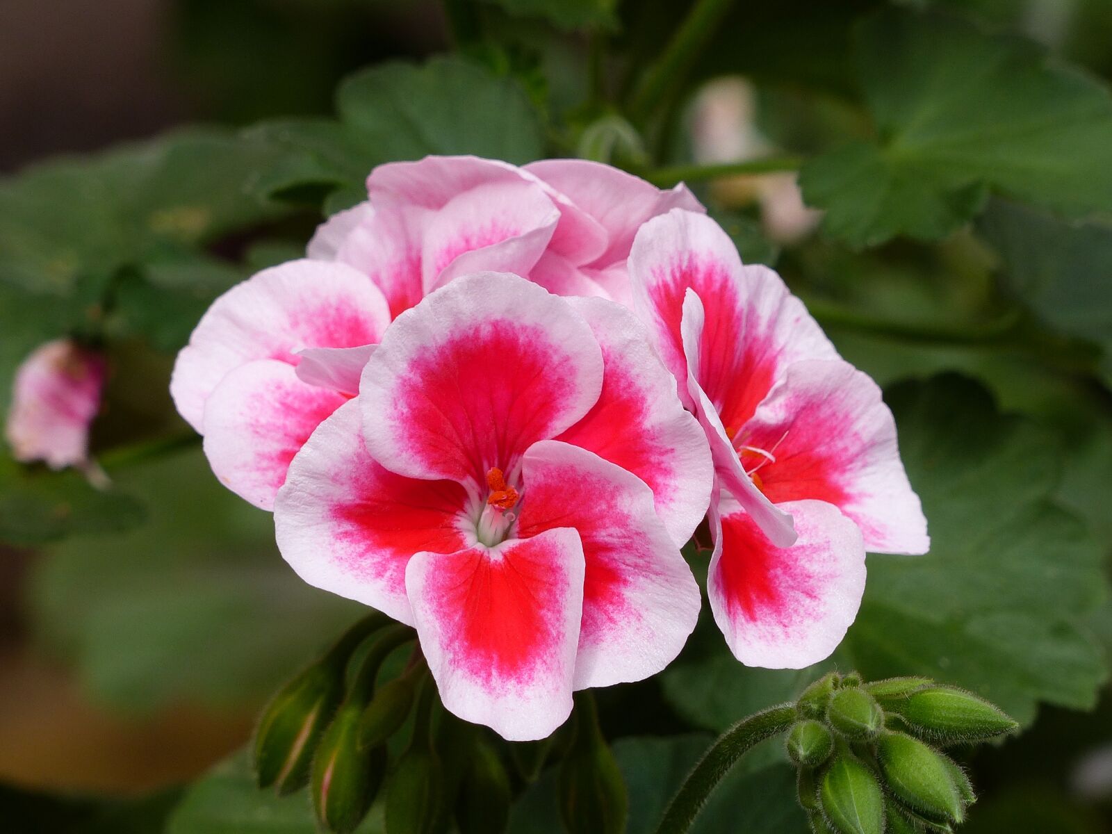 Panasonic Lumix DMC-FZ200 sample photo. Geranium, plant, colors photography