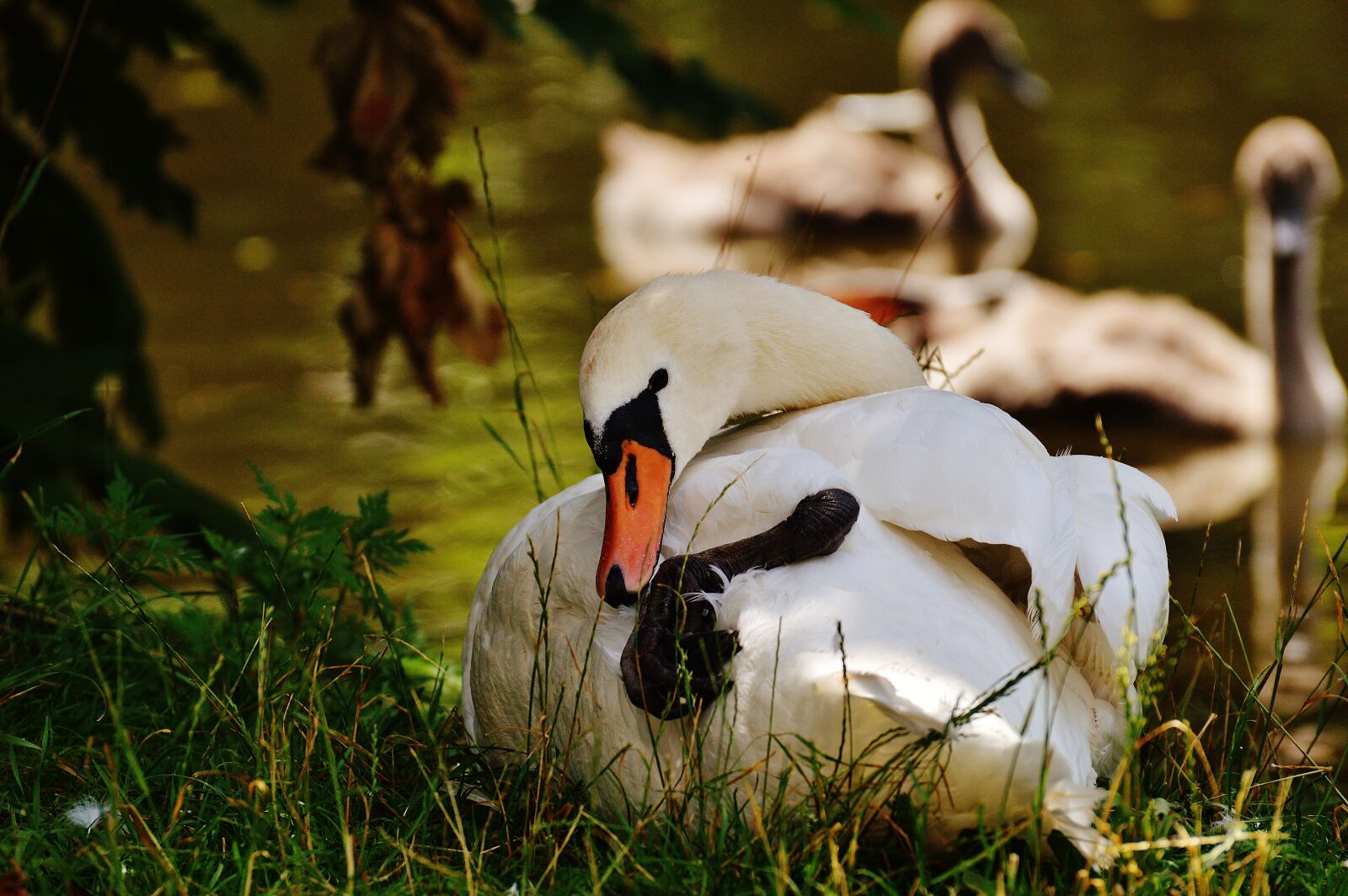 Nikon D3200 sample photo. Swan, white, bird photography