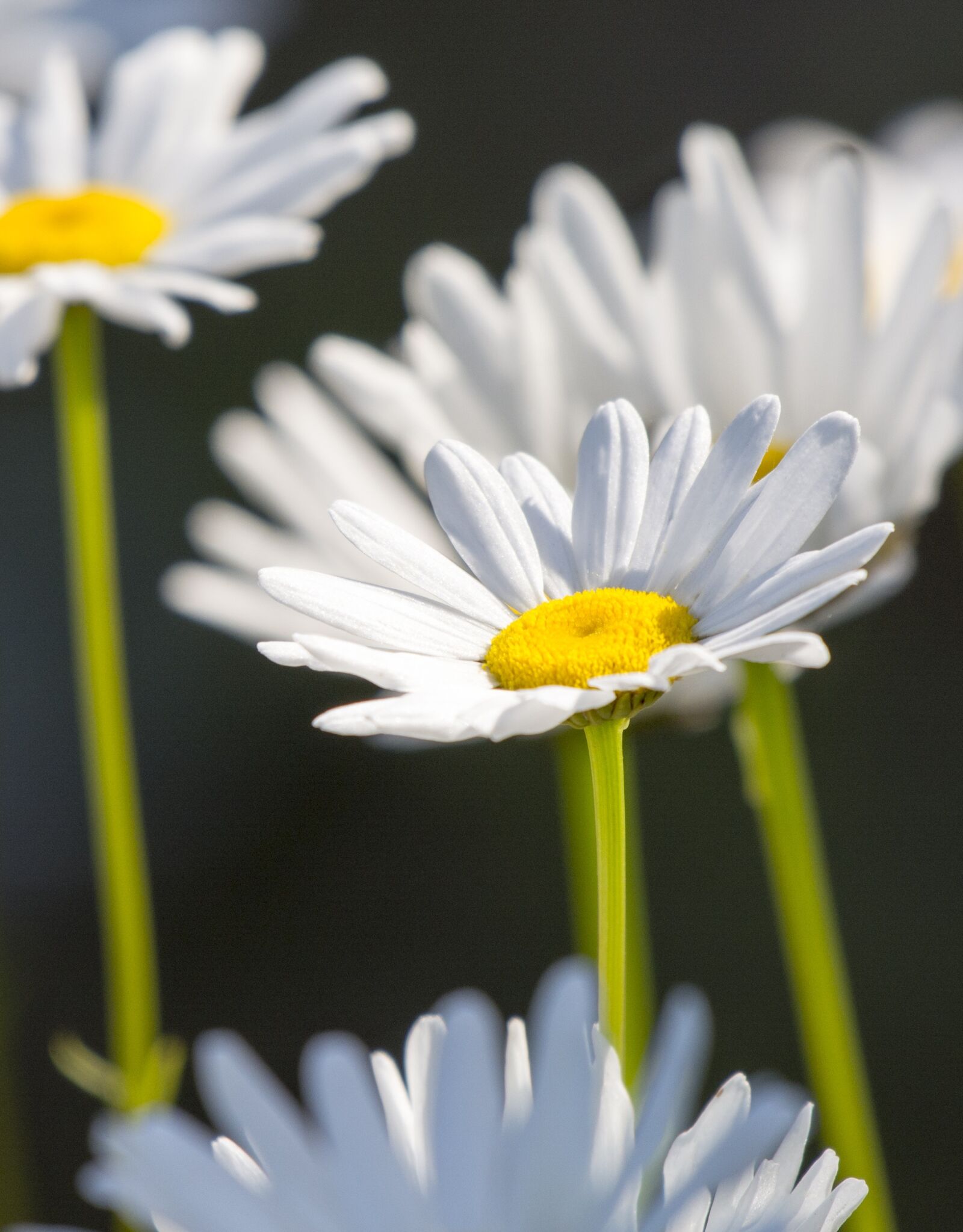 Nikon D5200 sample photo. Flowers, white, daisy photography