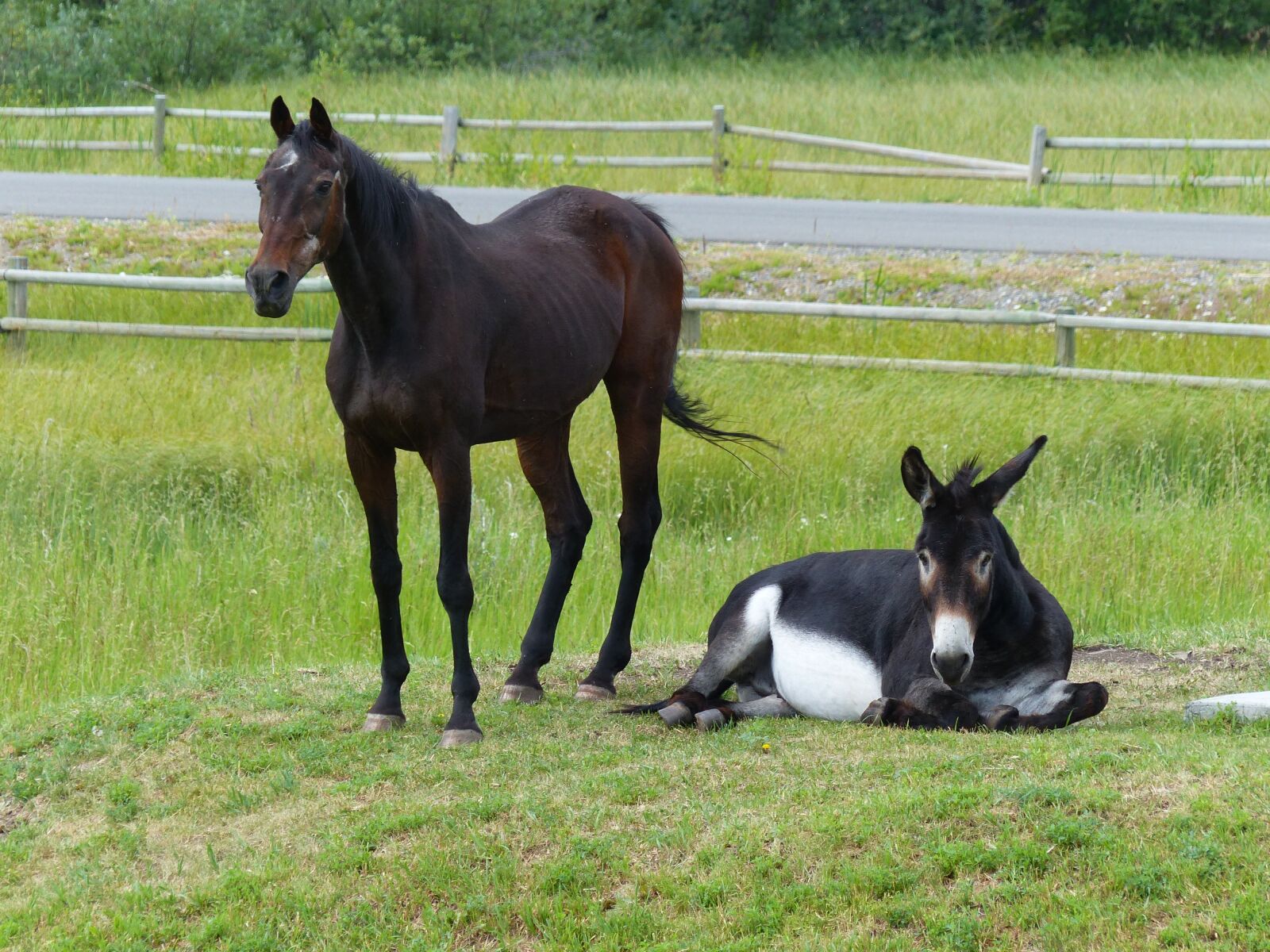 Panasonic Lumix DMC-FZ200 sample photo. Horse, donkey, mammal photography
