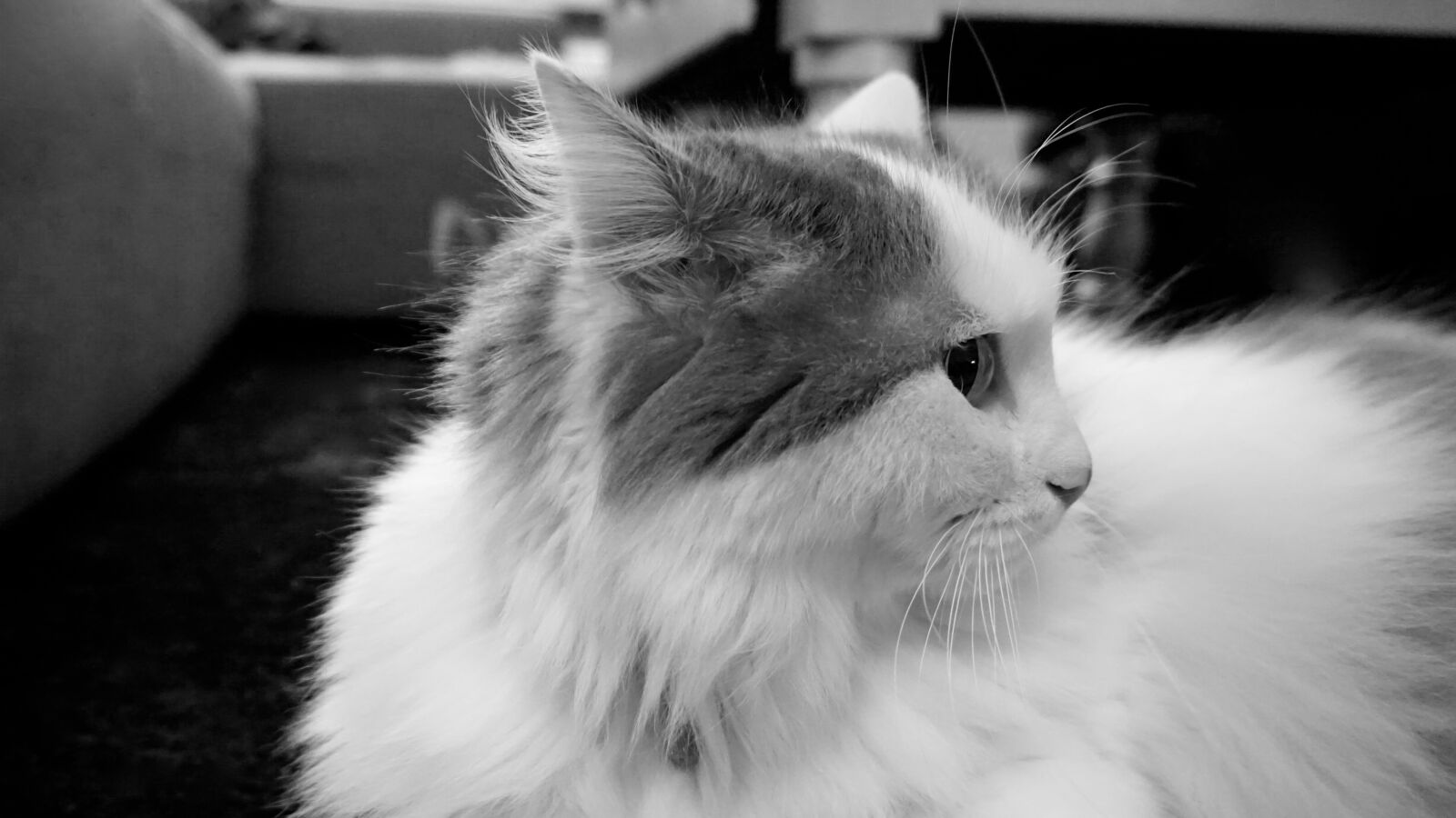 Sony a5100 sample photo. Animal, bw, cat, night photography