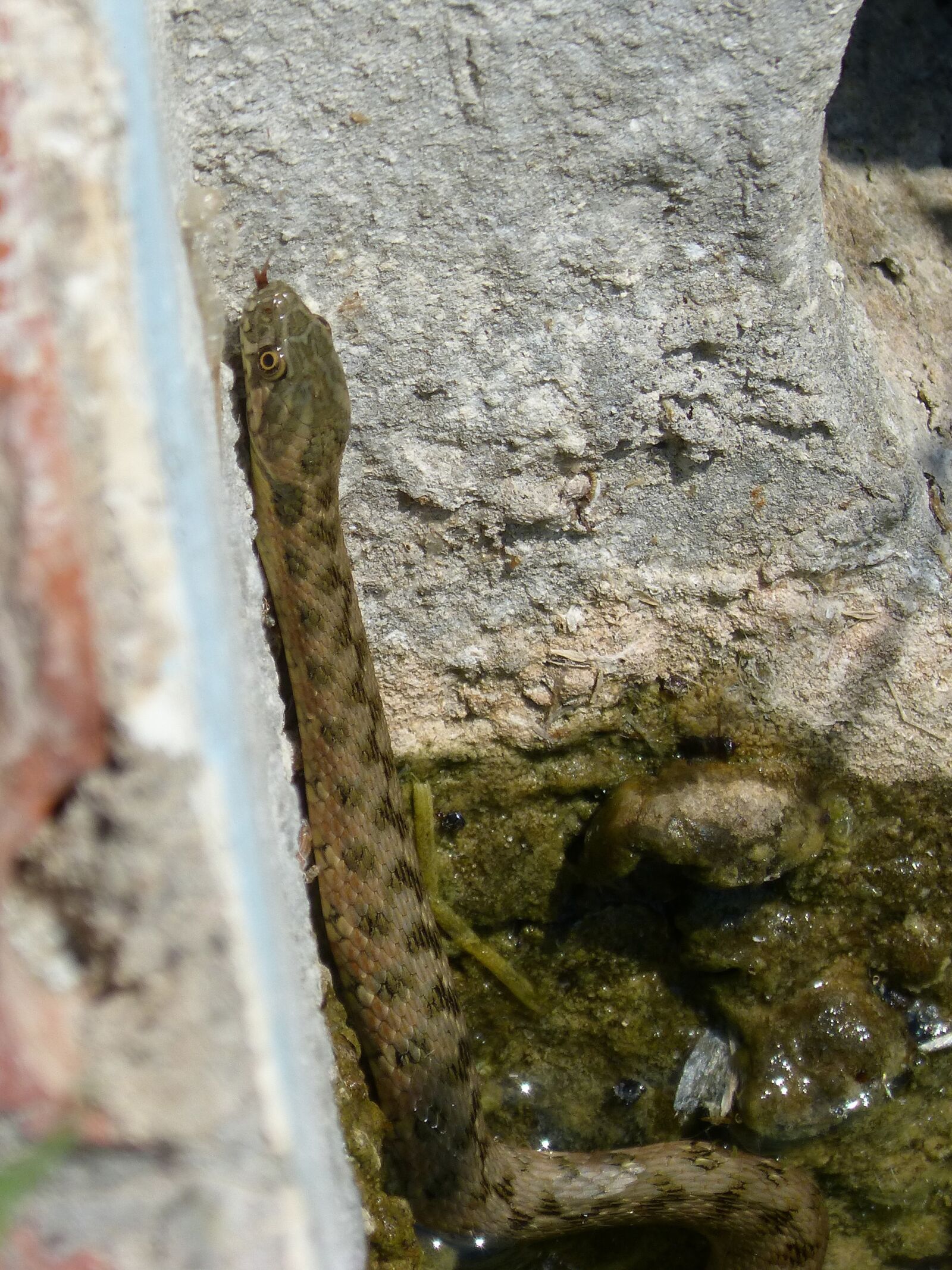 Panasonic DMC-FZ62 sample photo. Water snake, snake, raft photography