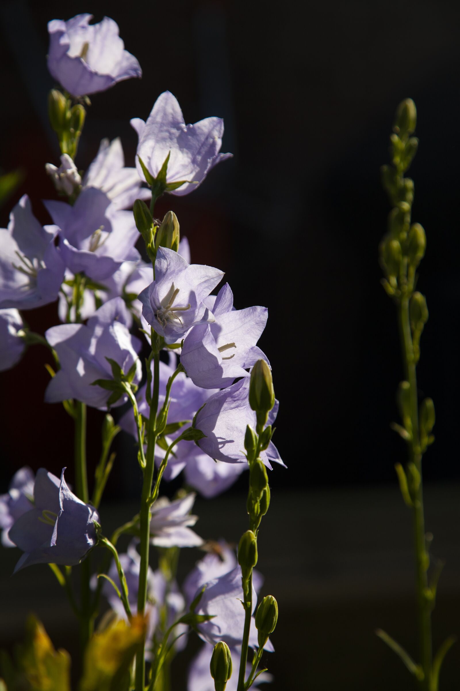 Canon EOS 5D Mark II sample photo. Purple, flower, garden photography