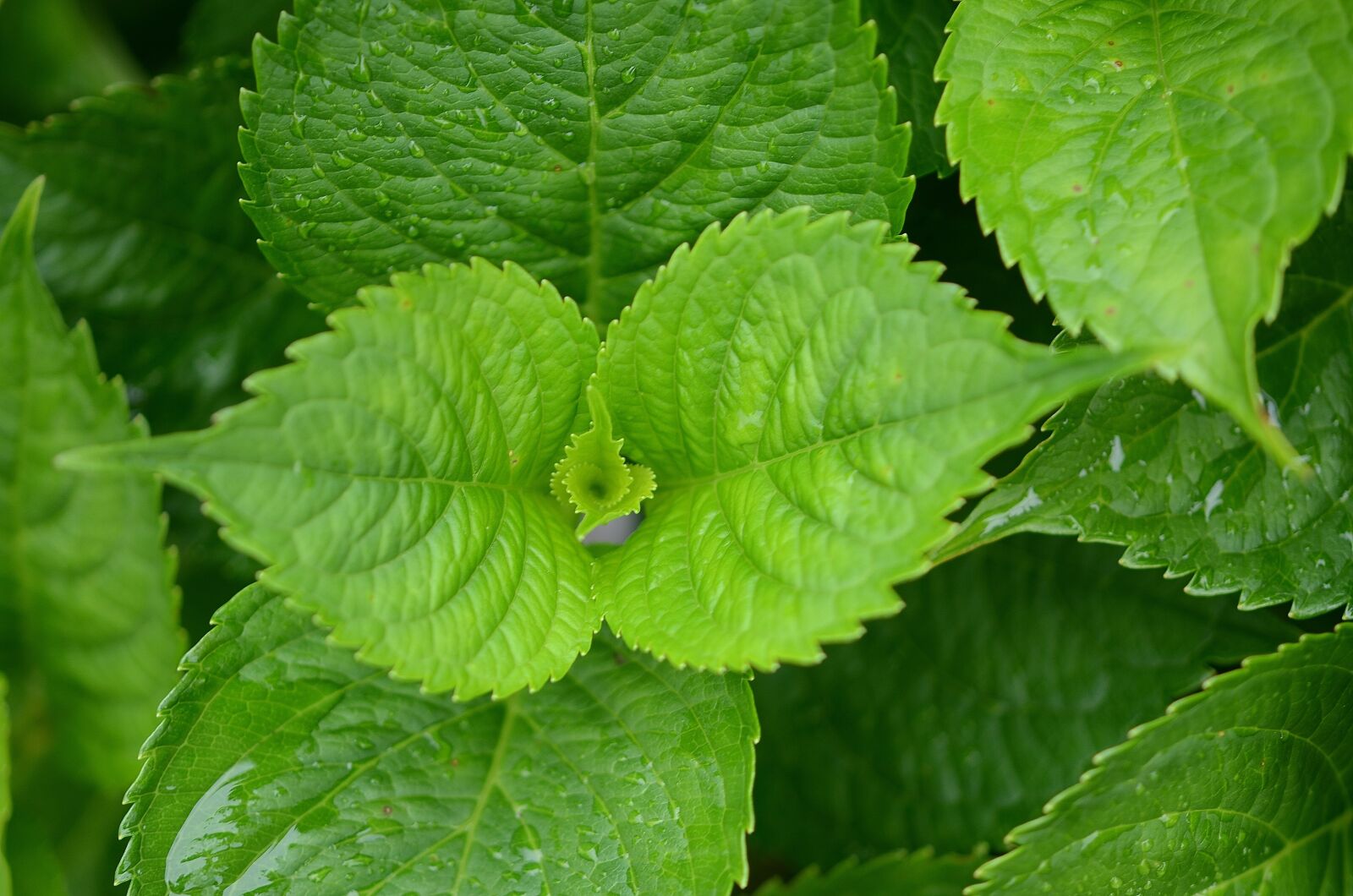 Nikon D7000 sample photo. Natur, leaf, natural photography