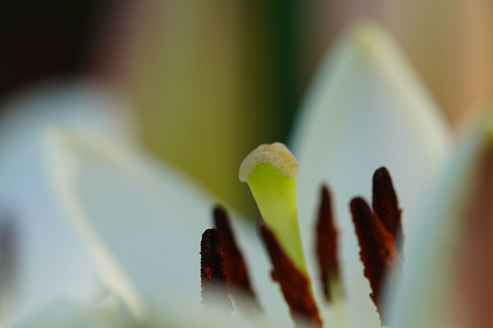 Sony a7 III sample photo. Lily, lily blossom, stamen photography