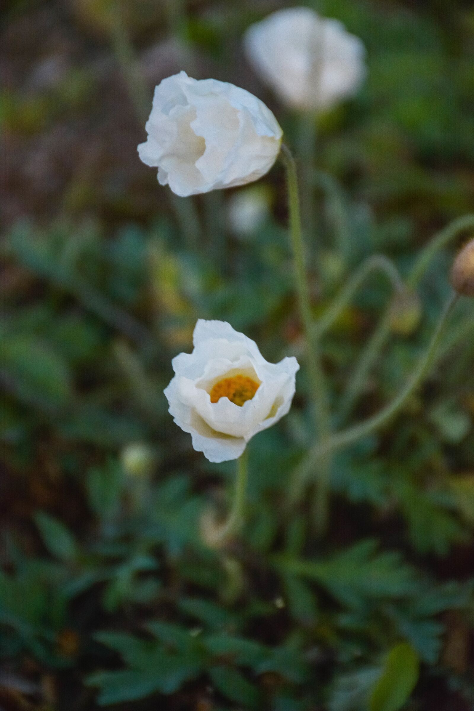 Nikon D7100 sample photo. Poppy, bloom, white photography