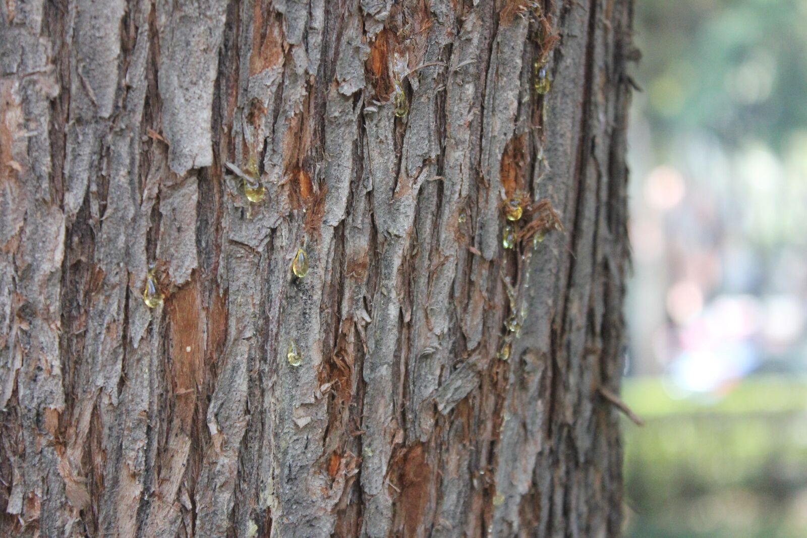 Canon EOS 550D (EOS Rebel T2i / EOS Kiss X4) sample photo. Tree, nature, trees photography