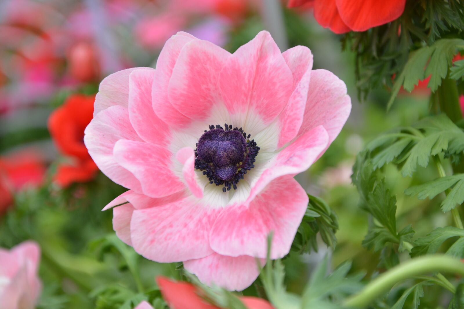 Nikon D5200 sample photo. Flower, plant, pink flower photography