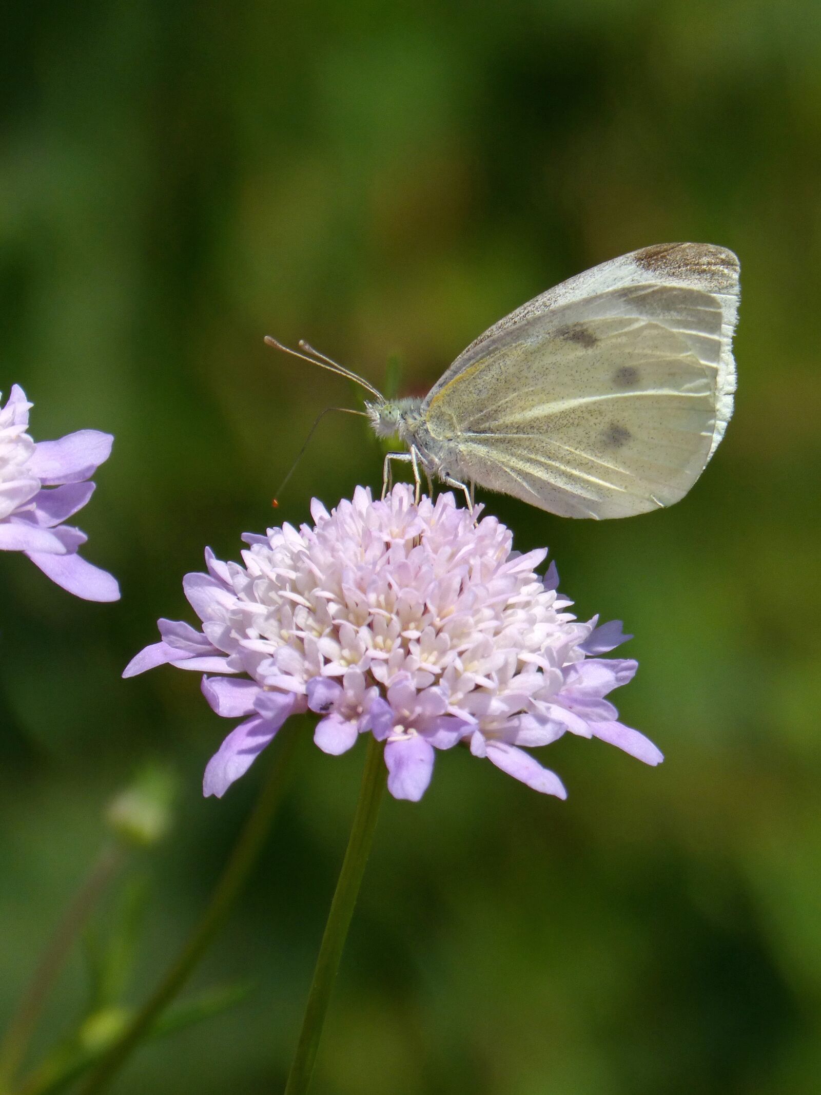 Panasonic DMC-FZ62 sample photo. Butterfly, flower, libar photography