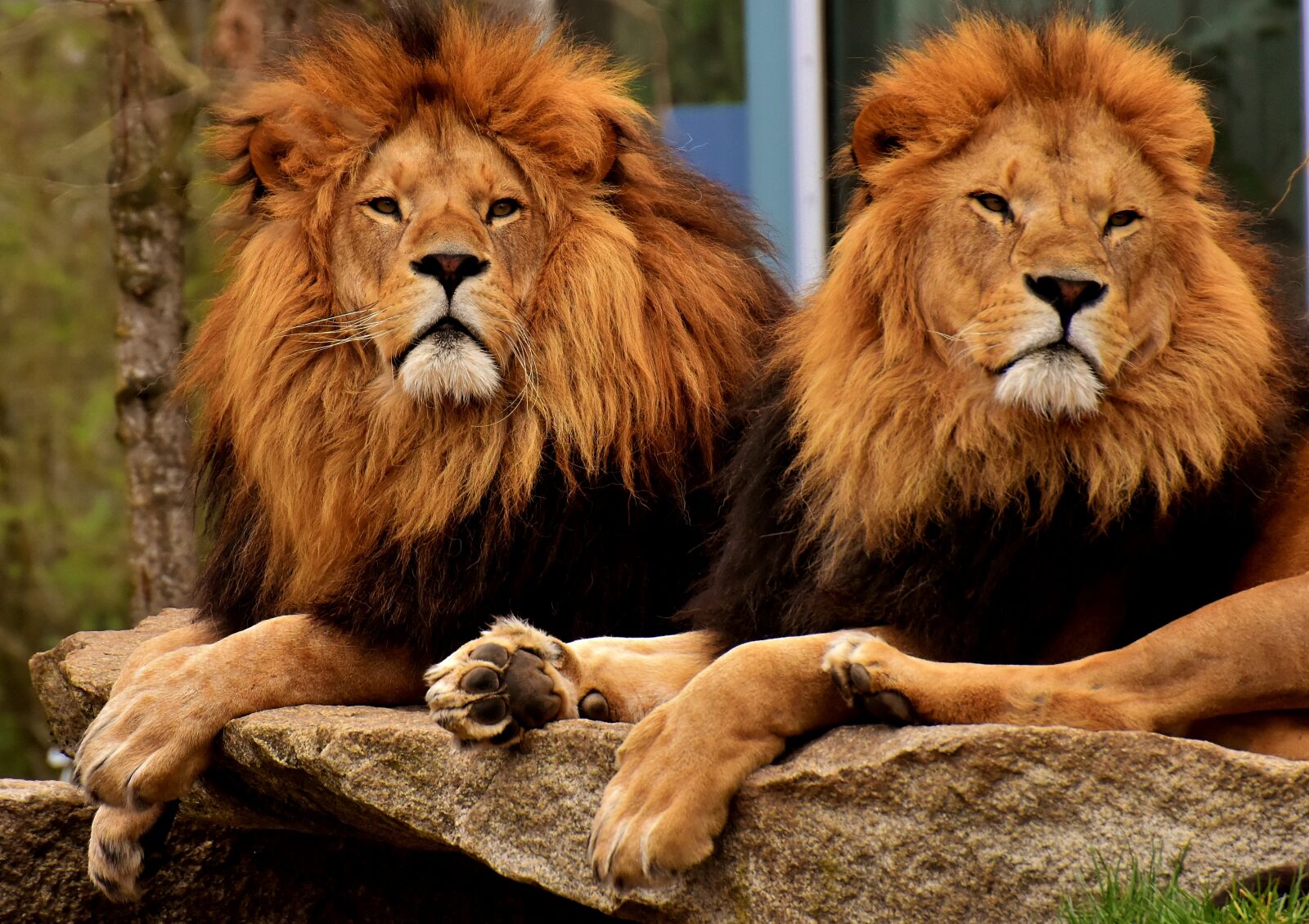 Nikon D7200 sample photo. Lion, predator, dangerous photography