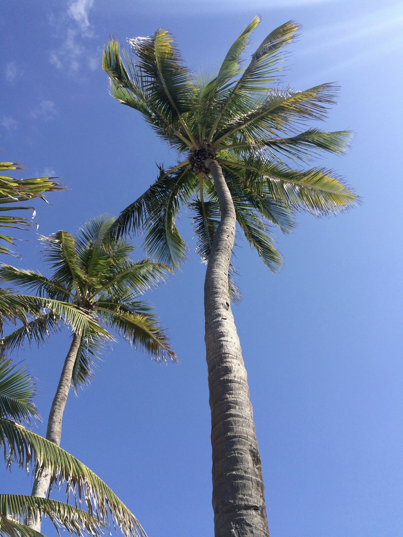 iPhone 5s back camera 4.15mm f/2.2 sample photo. Palm tree, tropical, sky photography