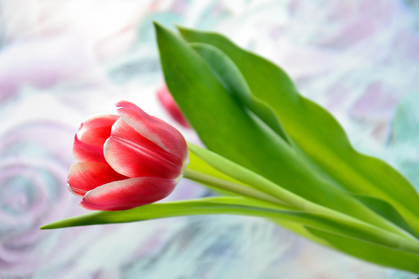 Nikon D3100 sample photo. Tulip, holiday, flower photography