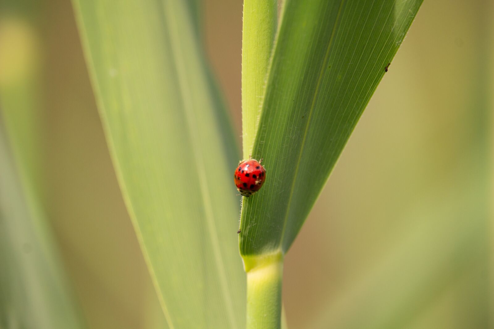 Canon EOS 100D (EOS Rebel SL1 / EOS Kiss X7) sample photo. Ladybird, ladybug, nature photography