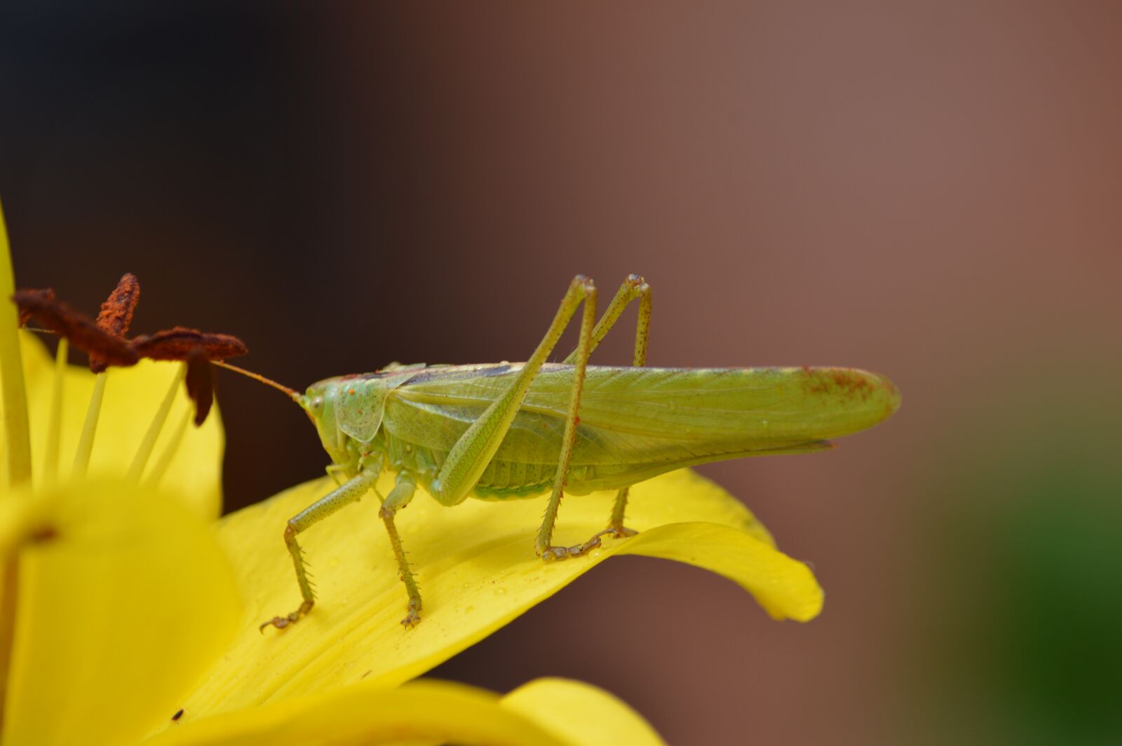 Nikon D3200 sample photo. Insect, grasshopper, animal photography