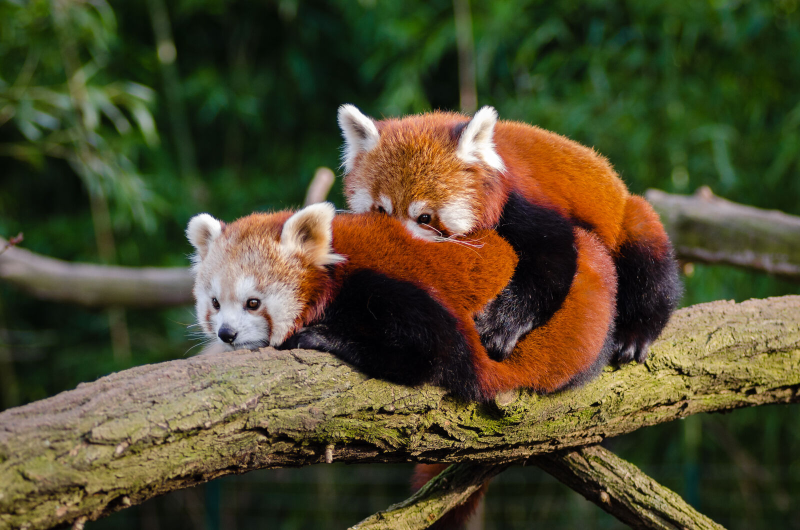 AF Zoom-Nikkor 80-200mm f/2.8 ED sample photo. Red, pandas photography