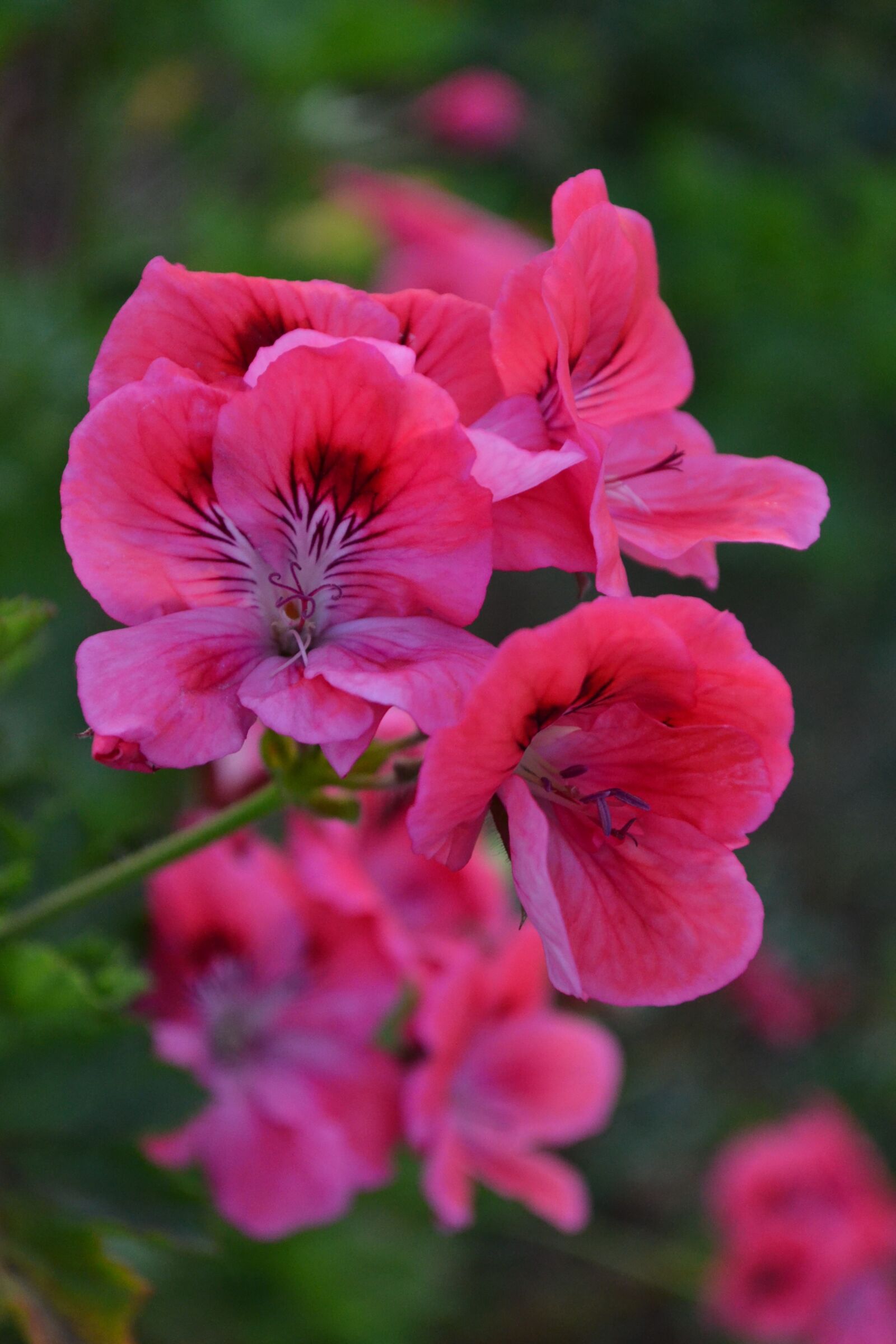 Nikon D3100 sample photo. Beautiful, beautiful flowers, bellflower photography