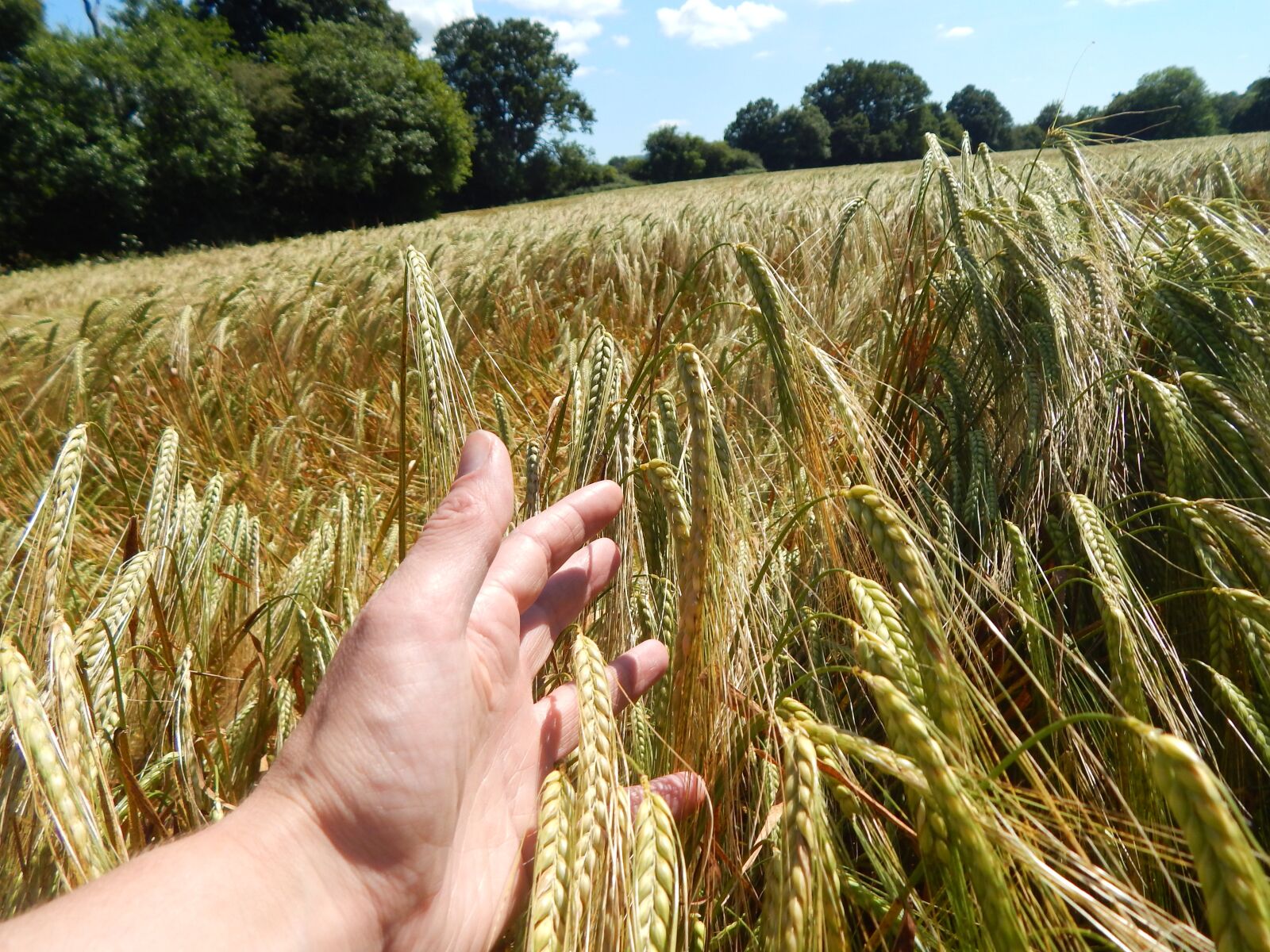 Nikon Coolpix L820 sample photo. Field, summer, walking photography