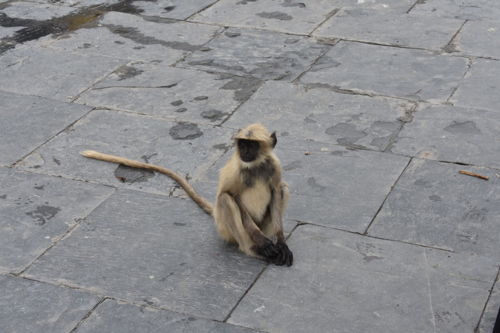 Nikon D3400 sample photo. Monkey, langur, animal photography