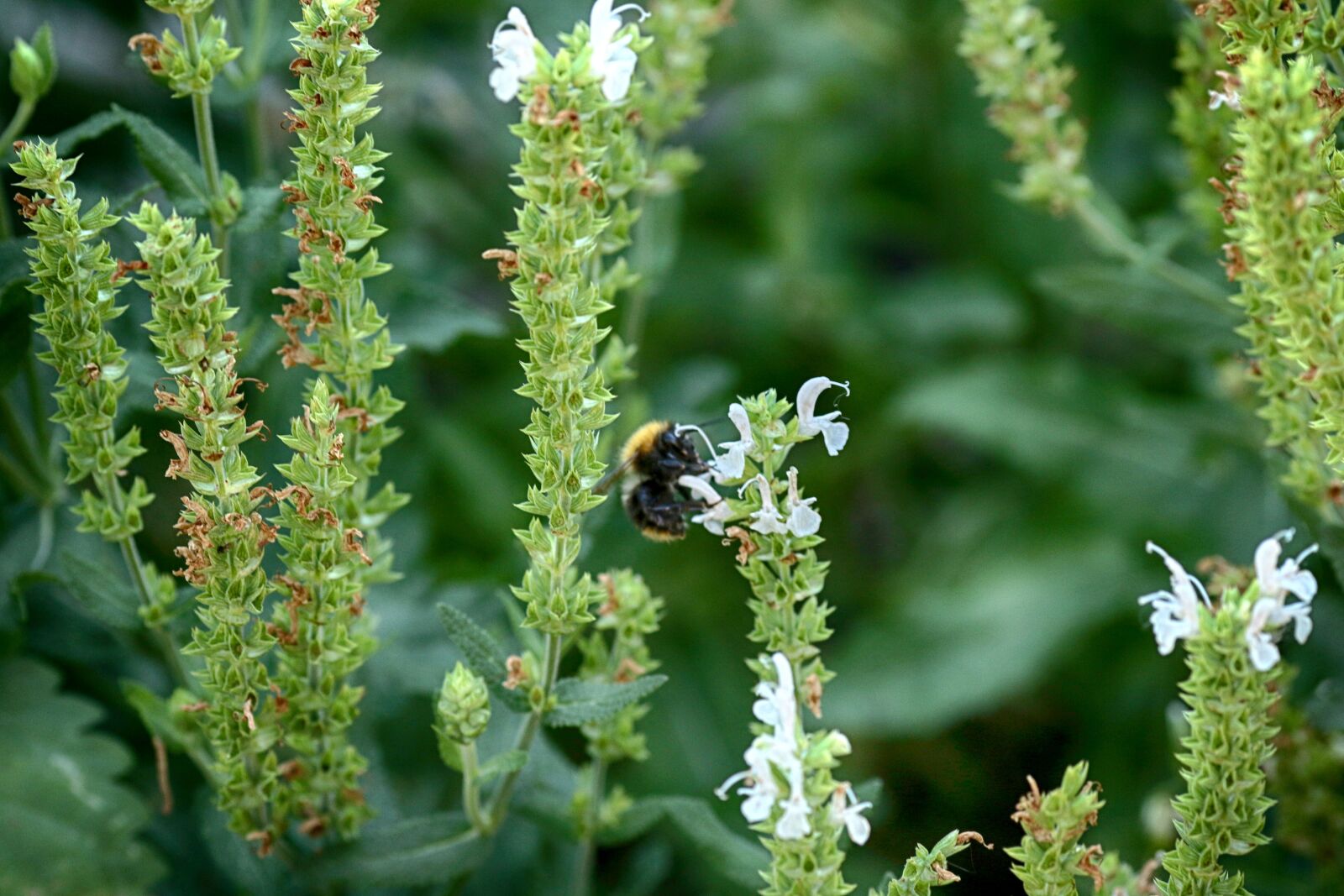 Canon EOS 7D Mark II sample photo. Bumblebee, nature, flower photography